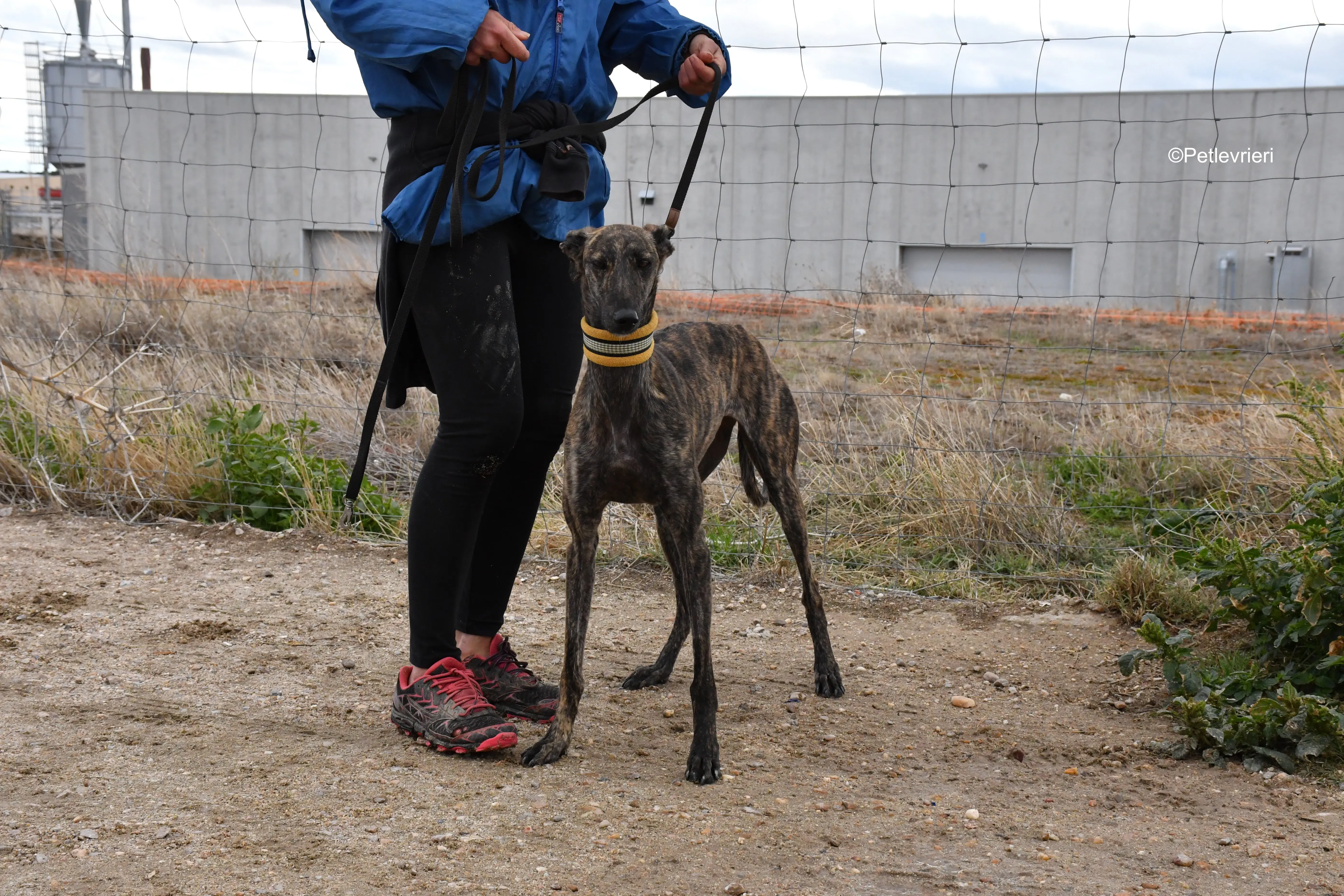 chip 4875 adozione levrieri galgo 12