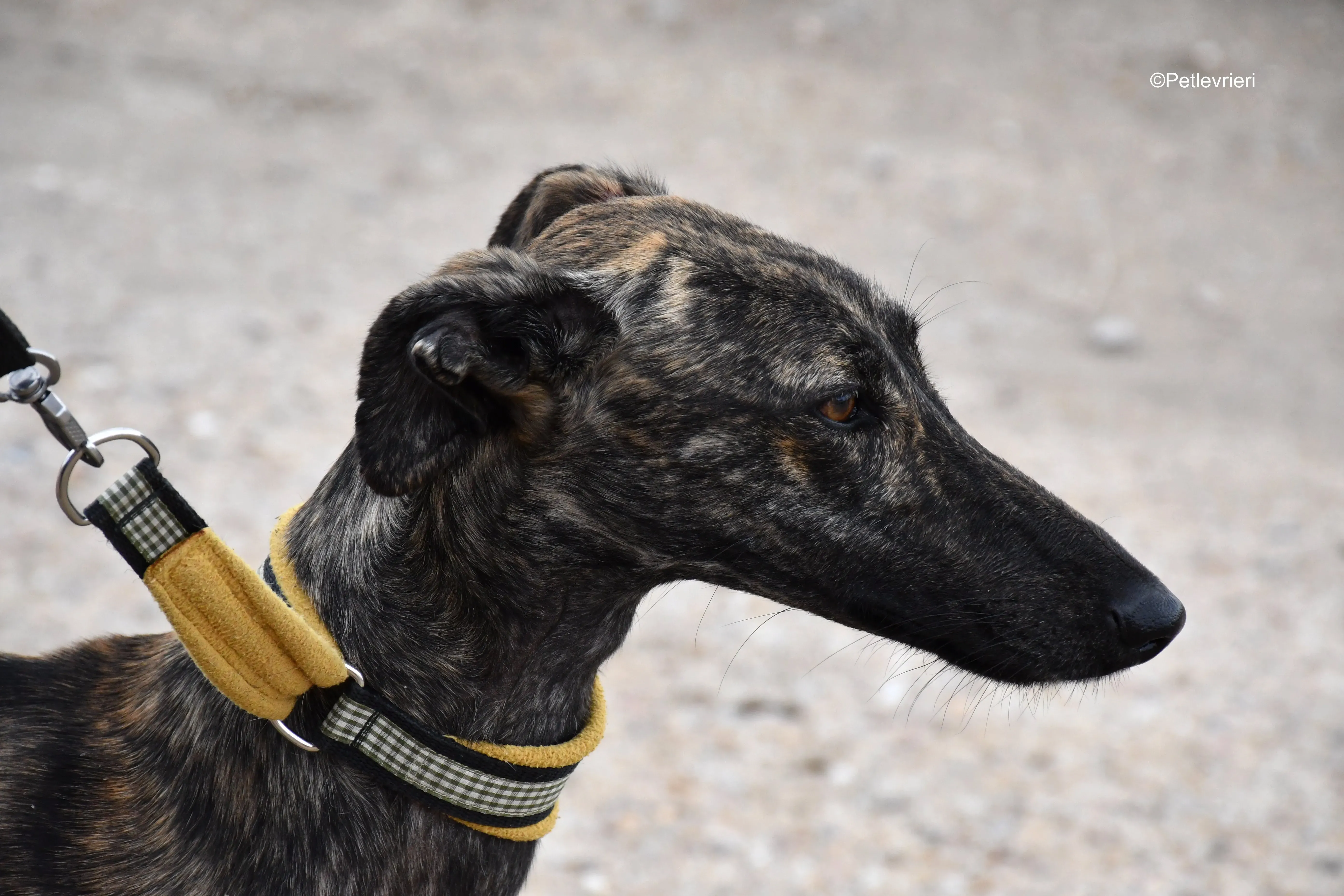 chip 4875 adozione levrieri galgo 13