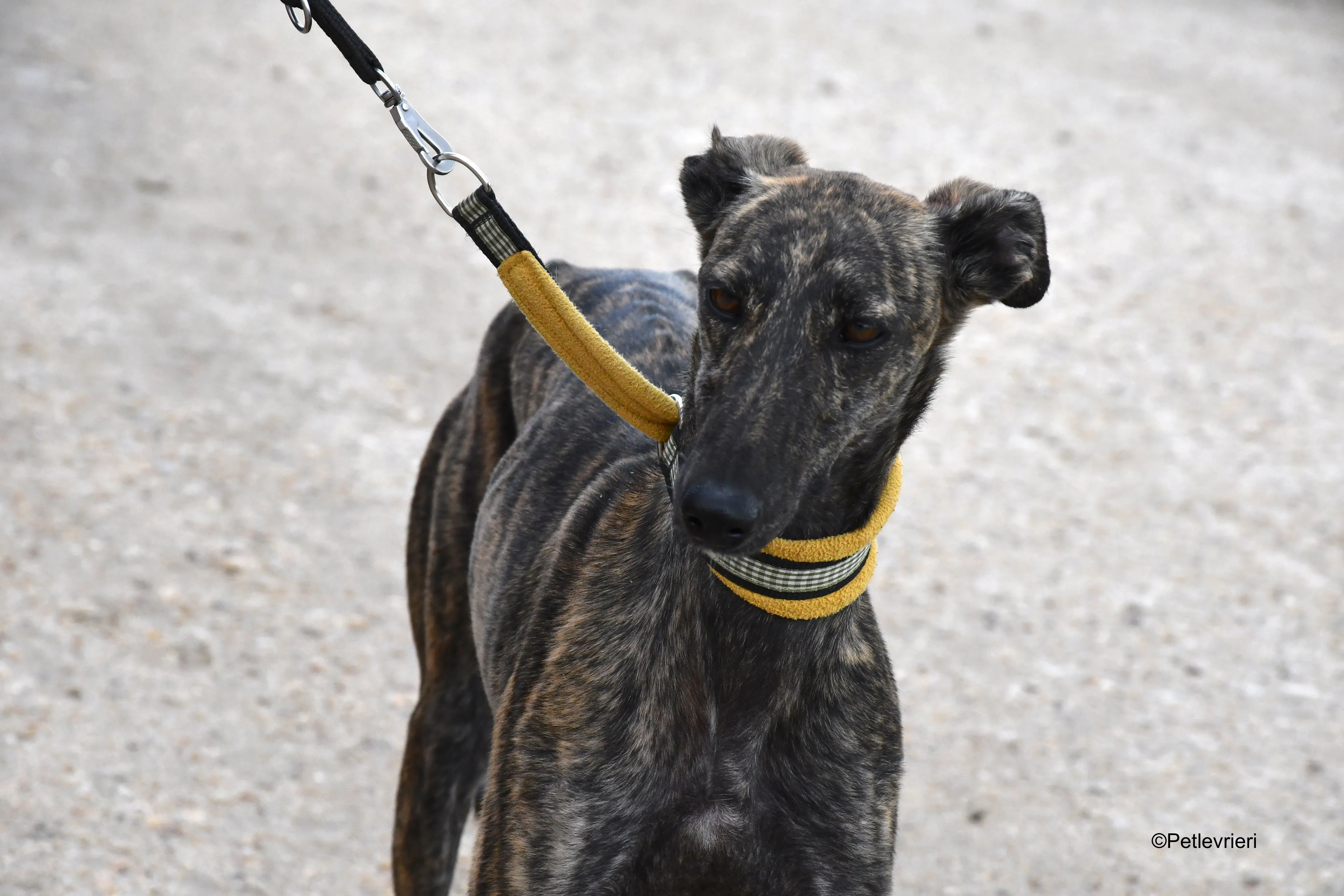 chip 4875 adozione levrieri galgo 14