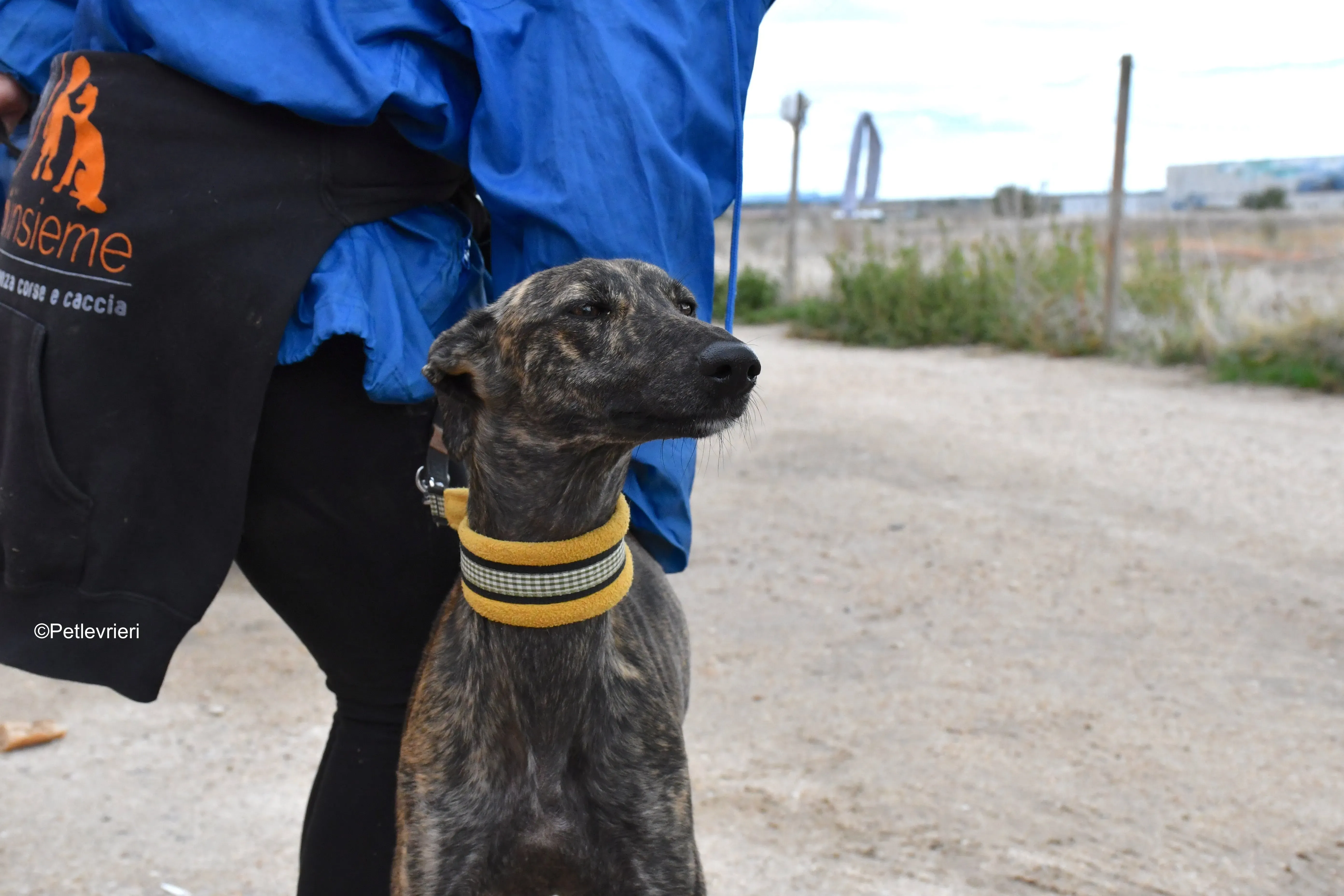 chip 4875 adozione levrieri galgo 16