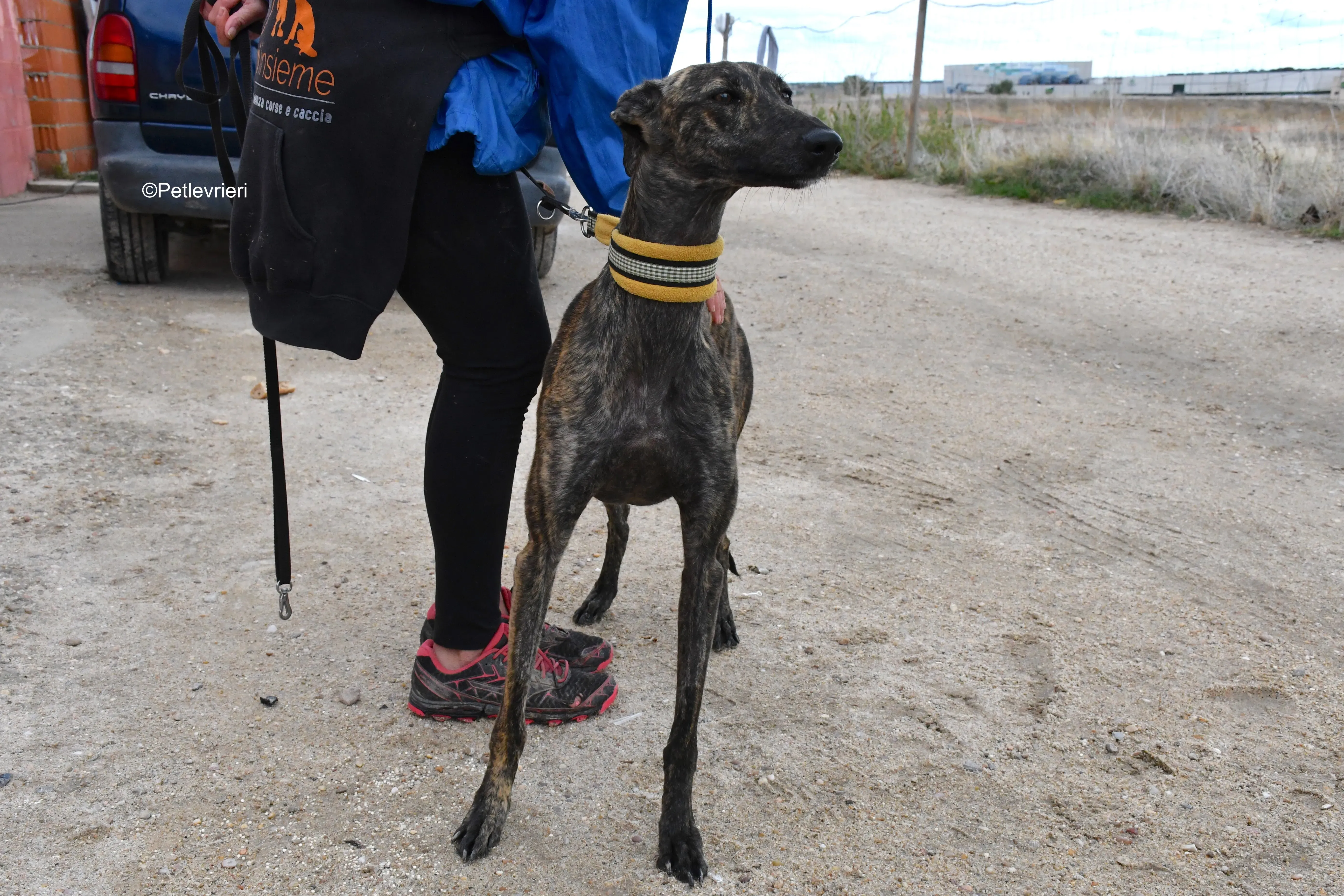 chip 4875 adozione levrieri galgo 17