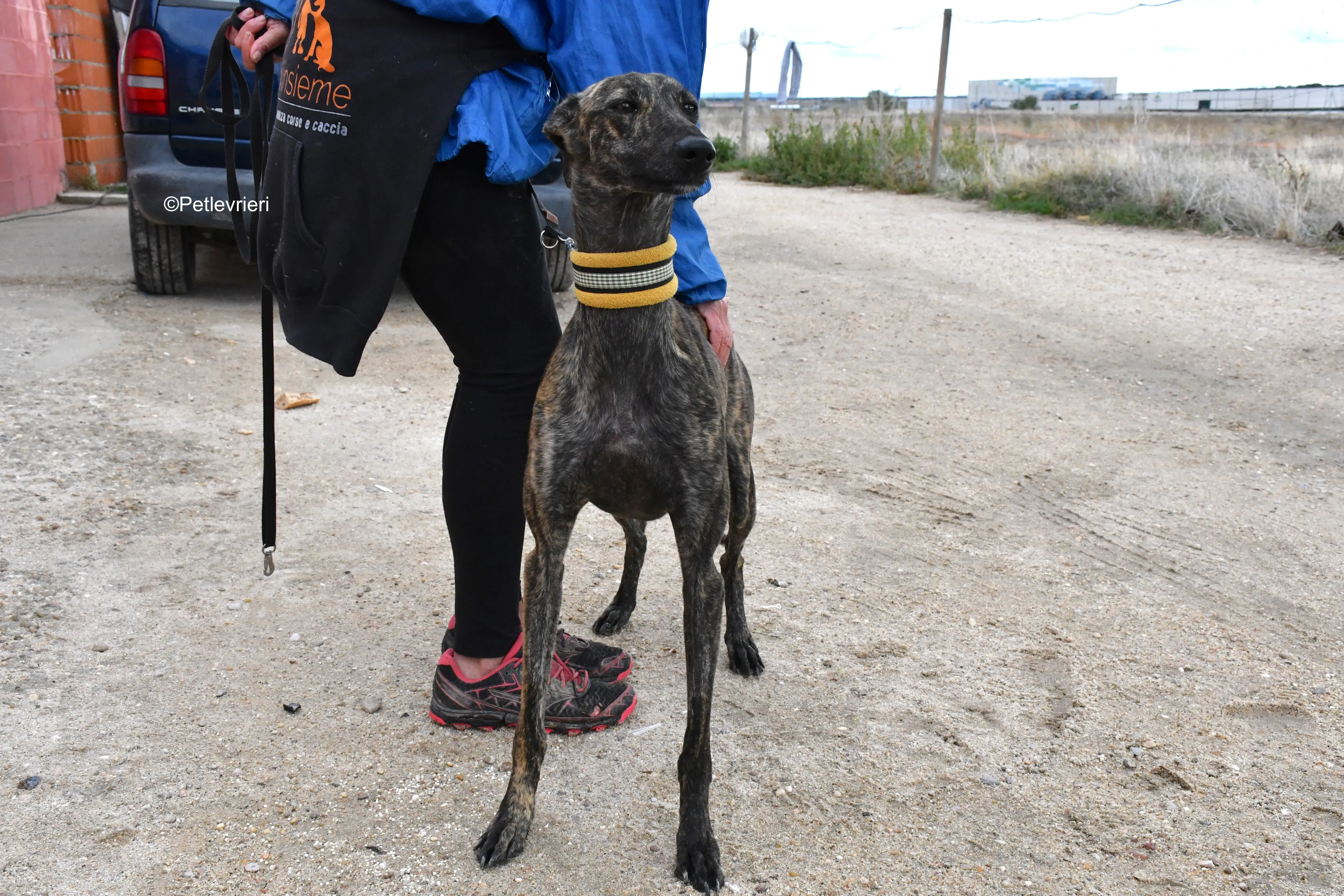 chip 4875 adozione levrieri galgo 18