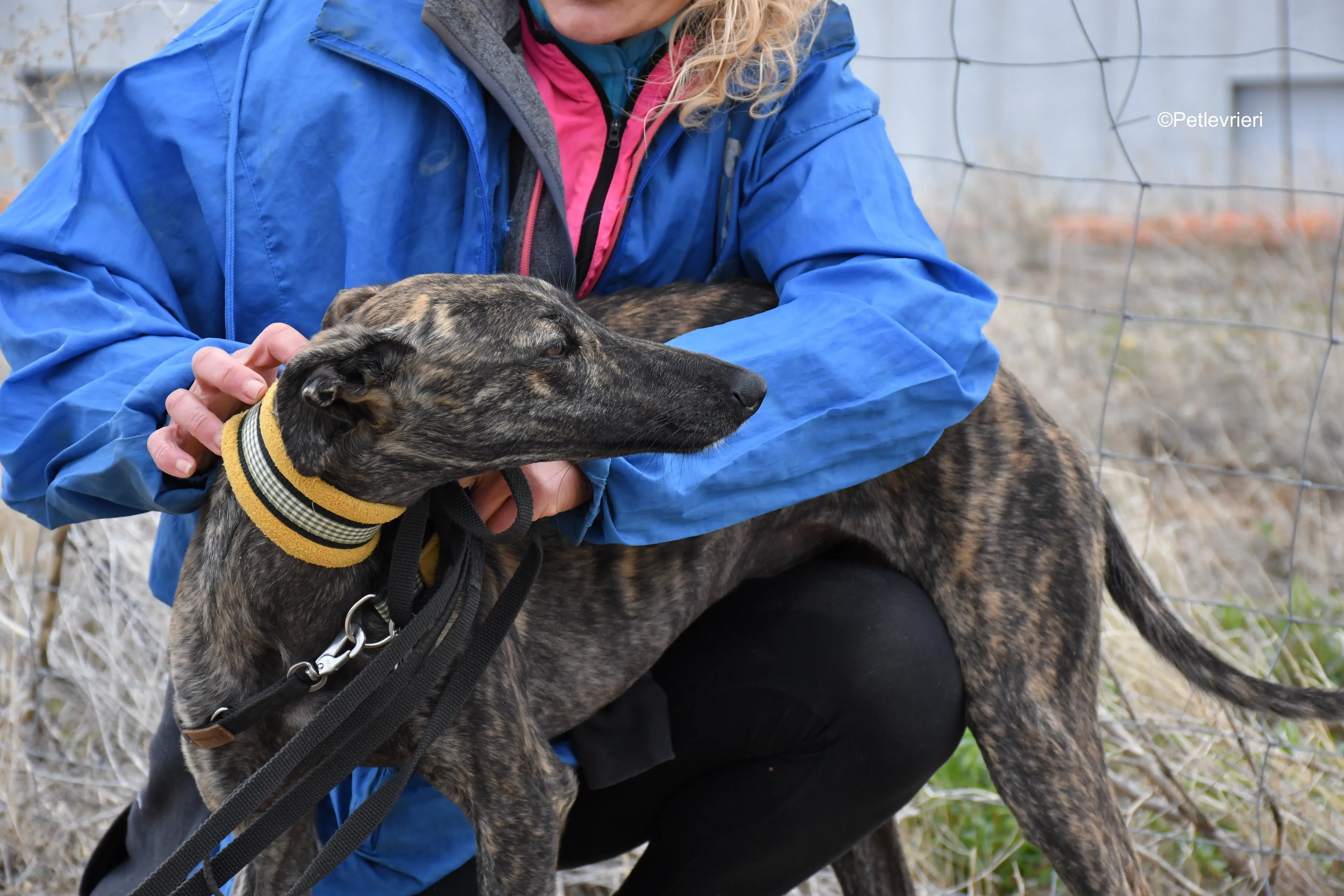 chip 4875 adozione levrieri galgo 2