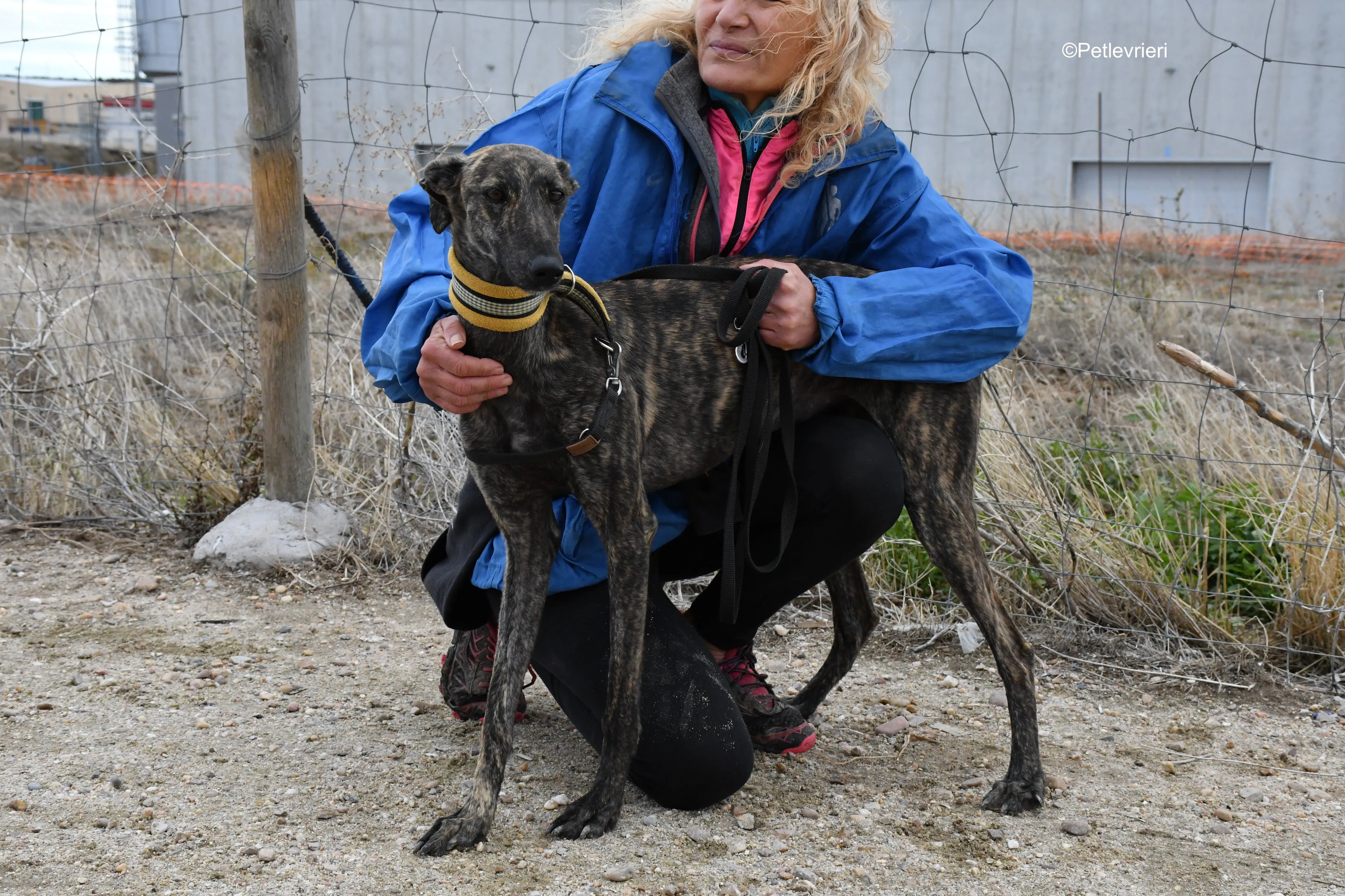 chip 4875 adozione levrieri galgo 3