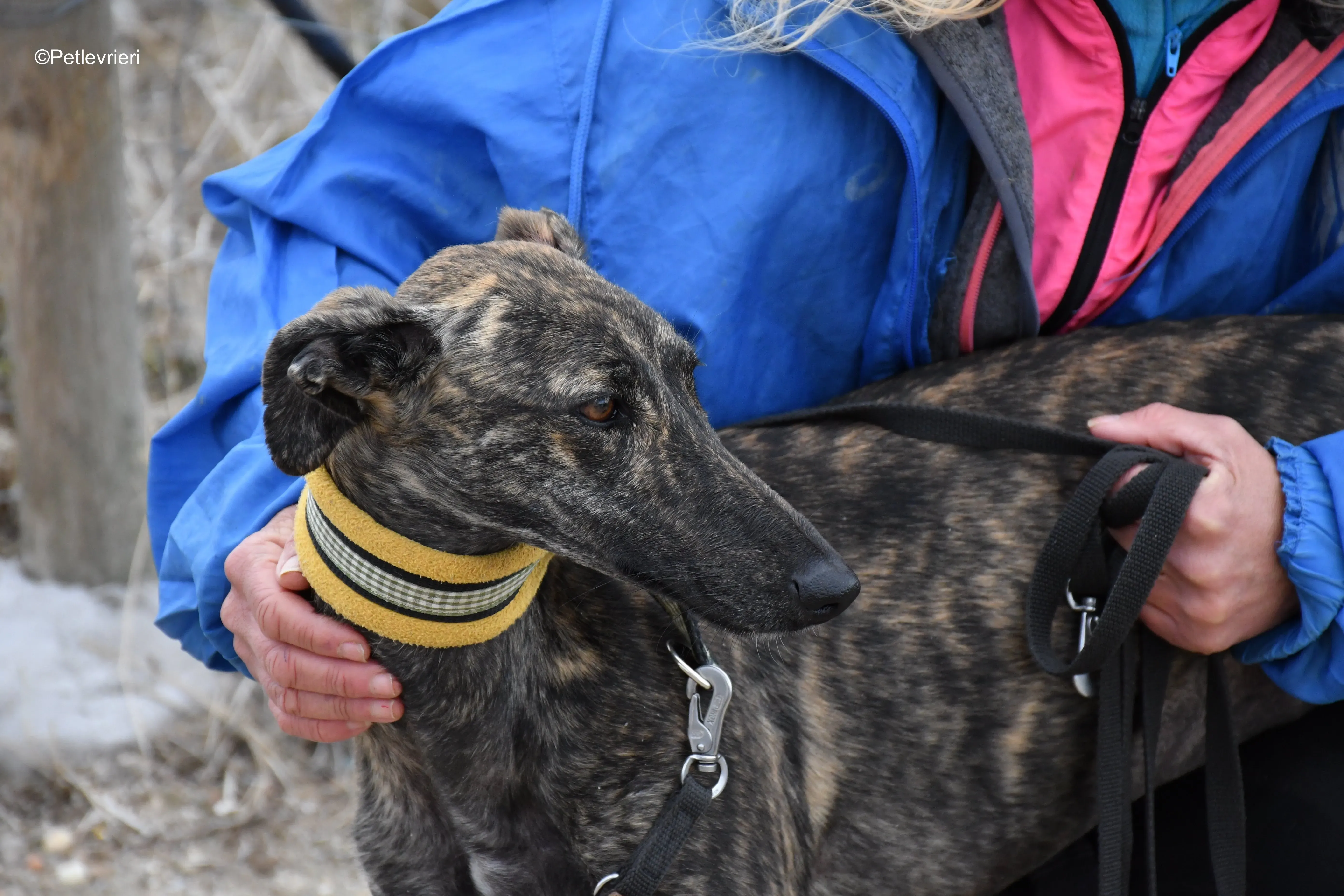 chip 4875 adozione levrieri galgo 4