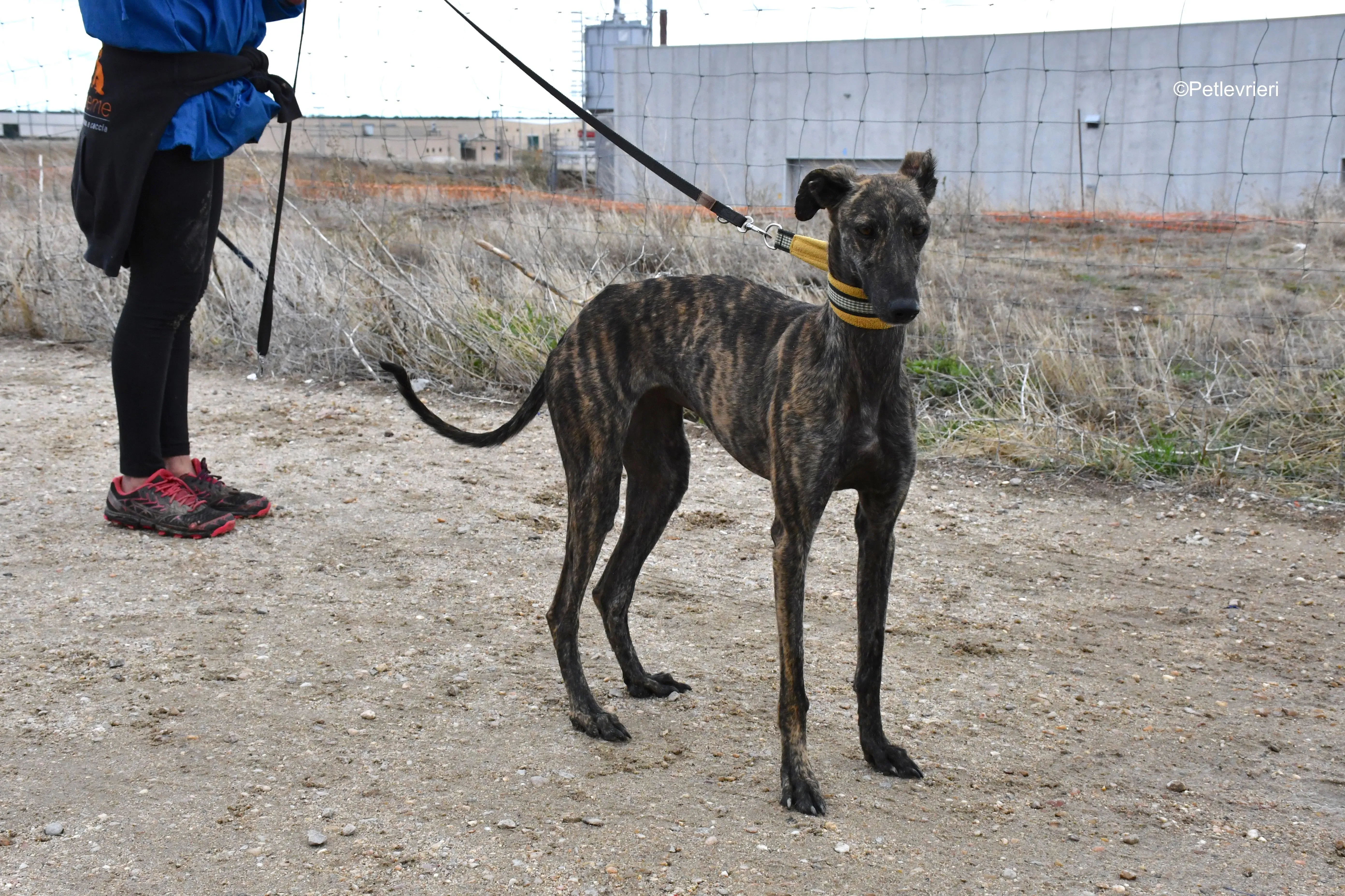 chip 4875 adozione levrieri galgo 5