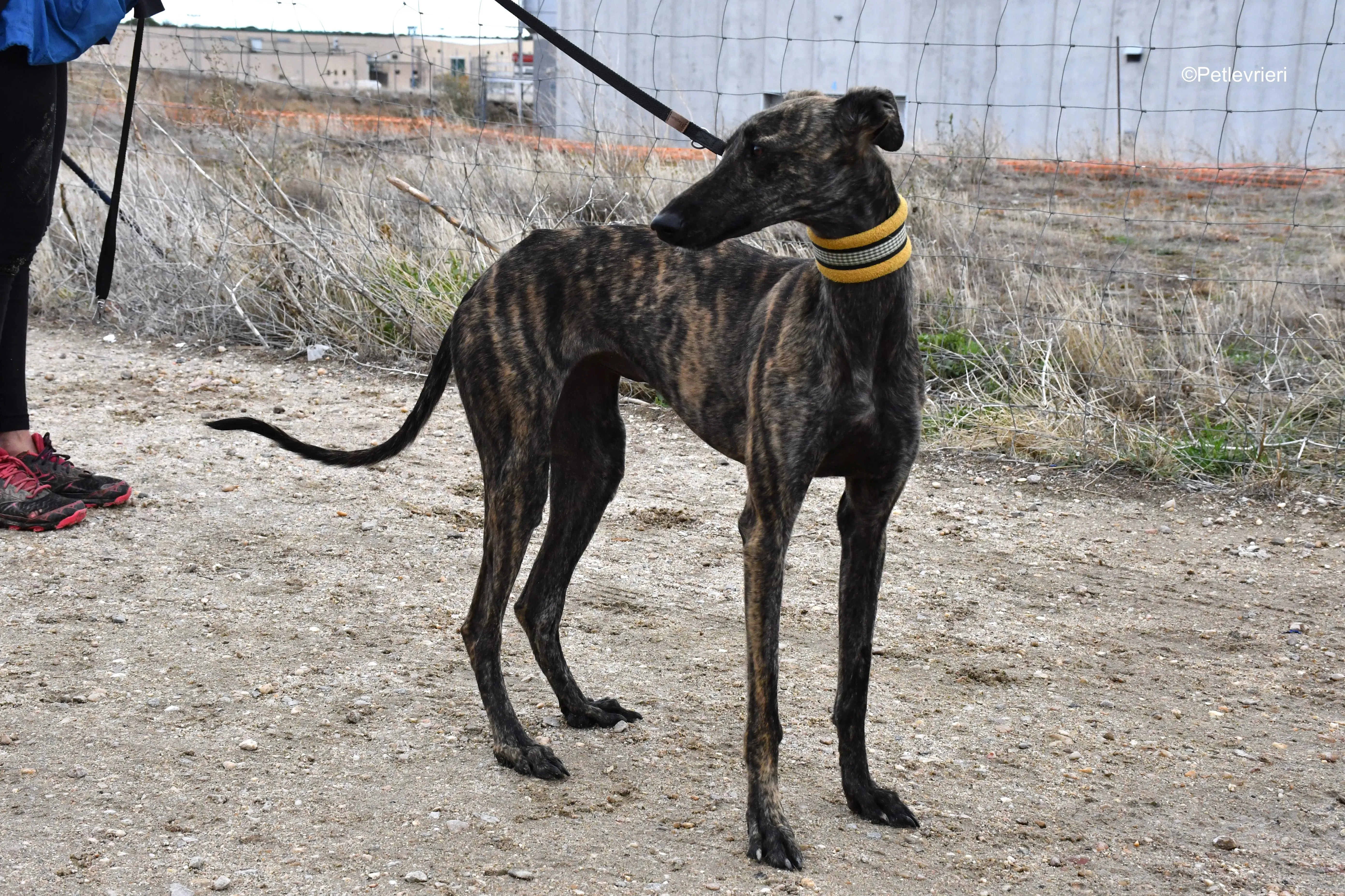 chip 4875 adozione levrieri galgo 6