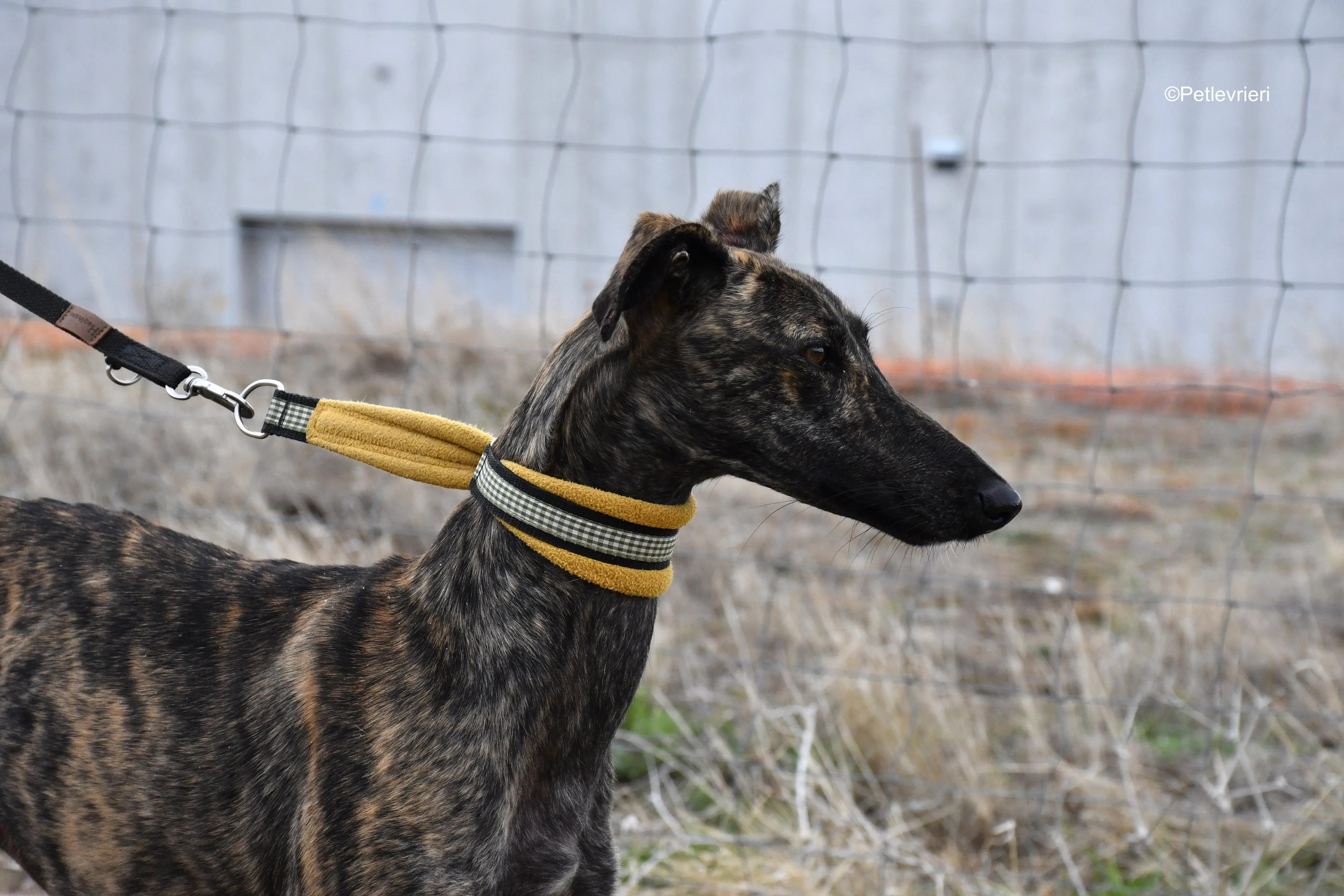 chip 4875 adozione levrieri galgo 7