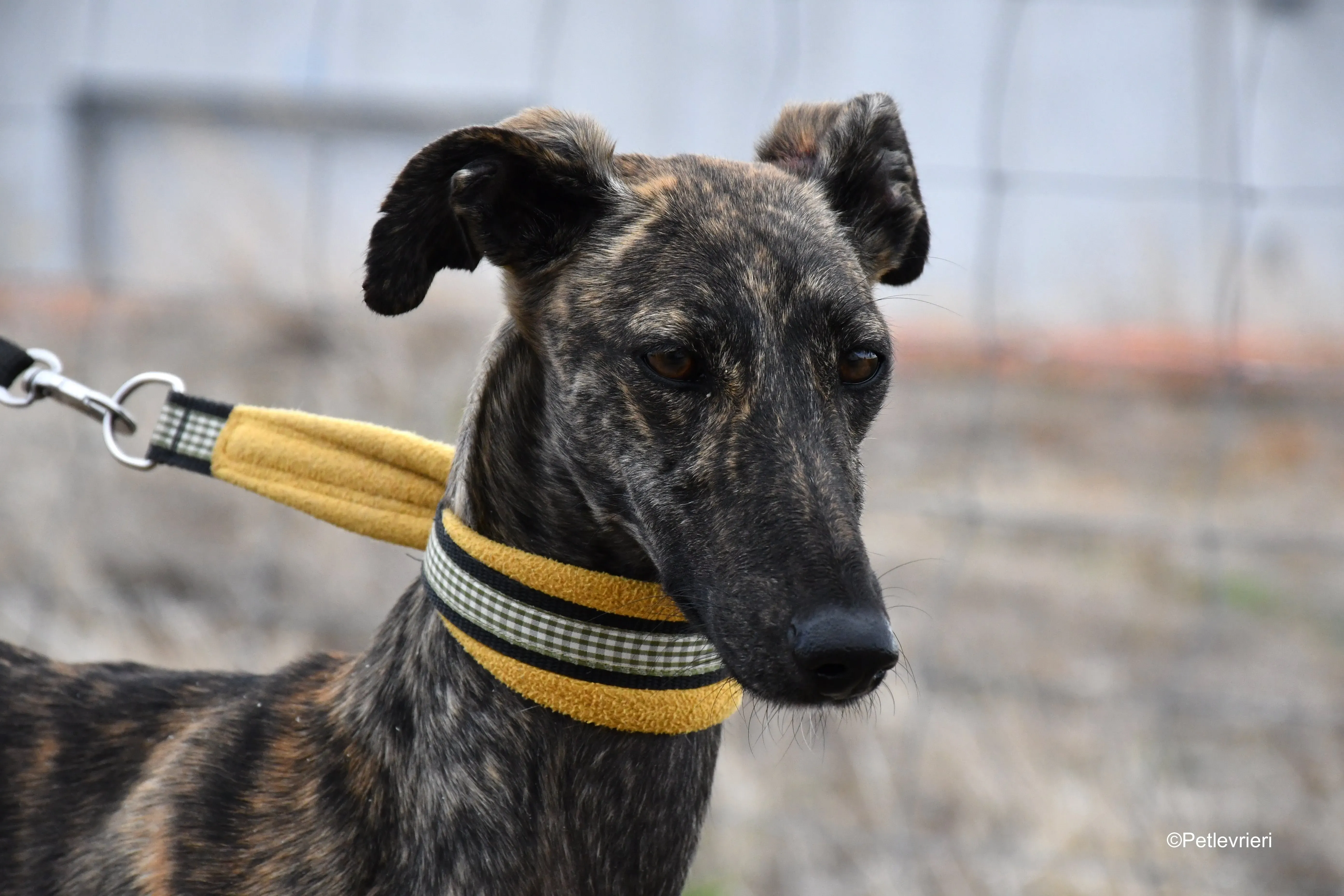 chip 4875 adozione levrieri galgo 8