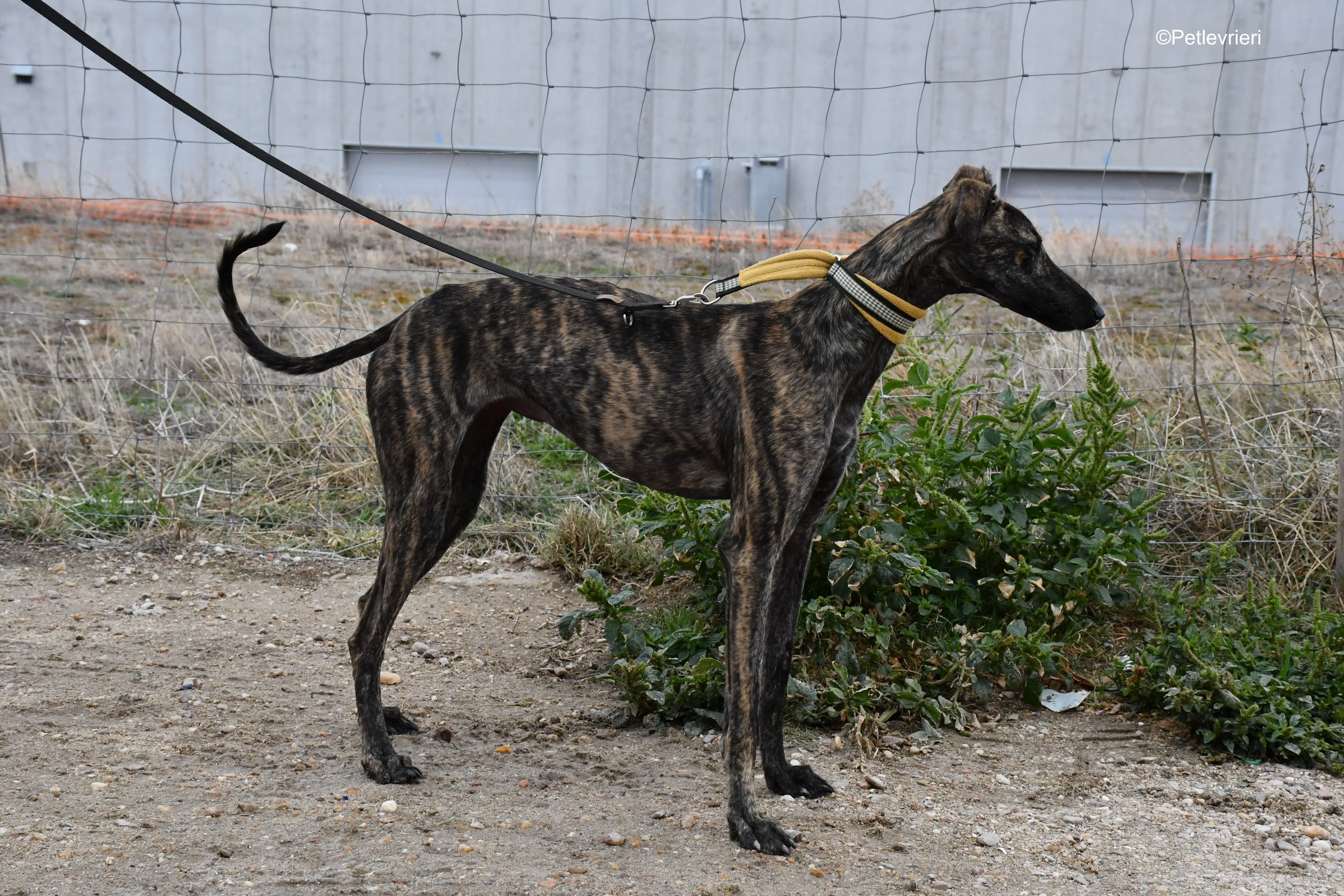 chip 4875 adozione levrieri galgo 9