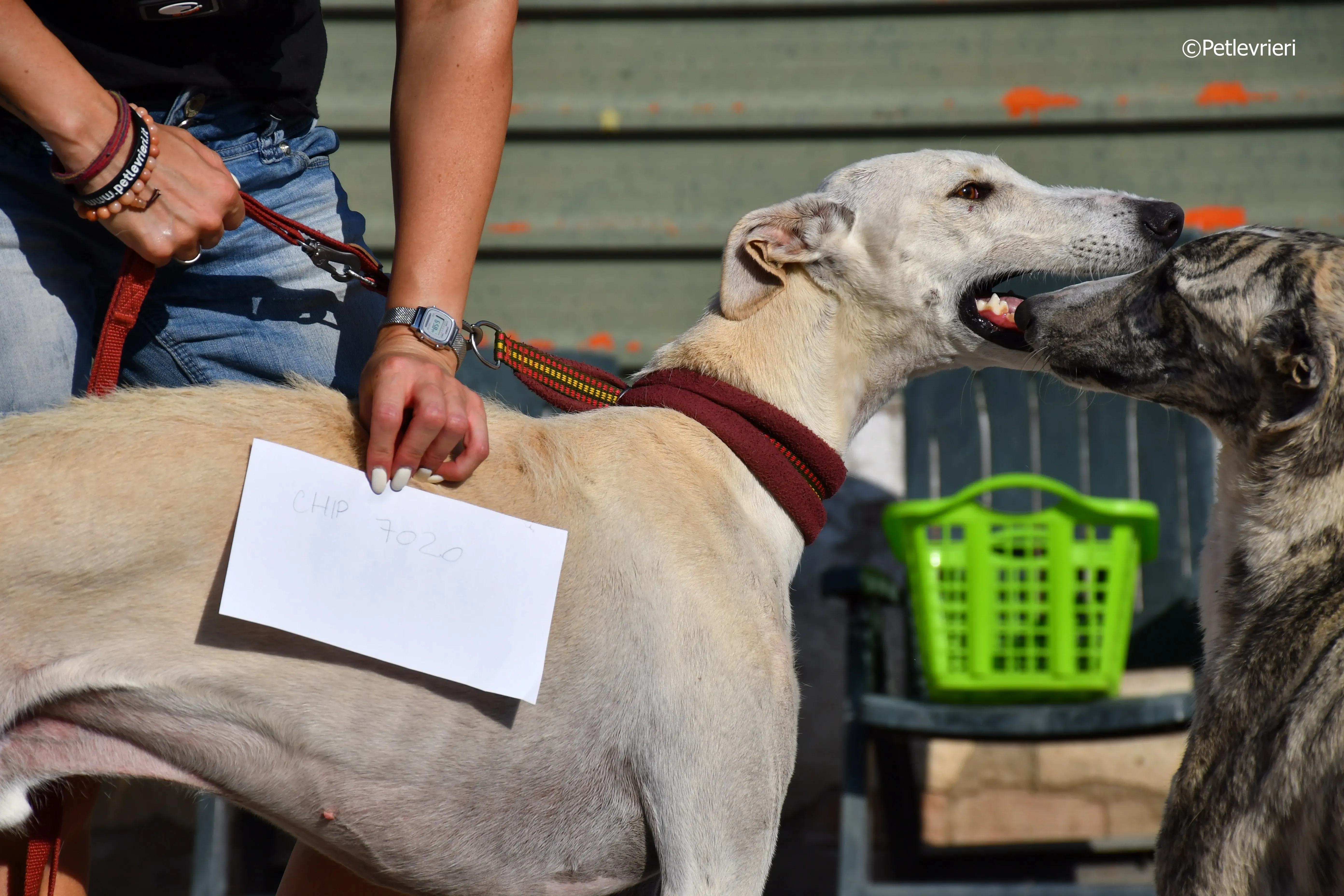 chip 7020 adozione levrieri galgo 1