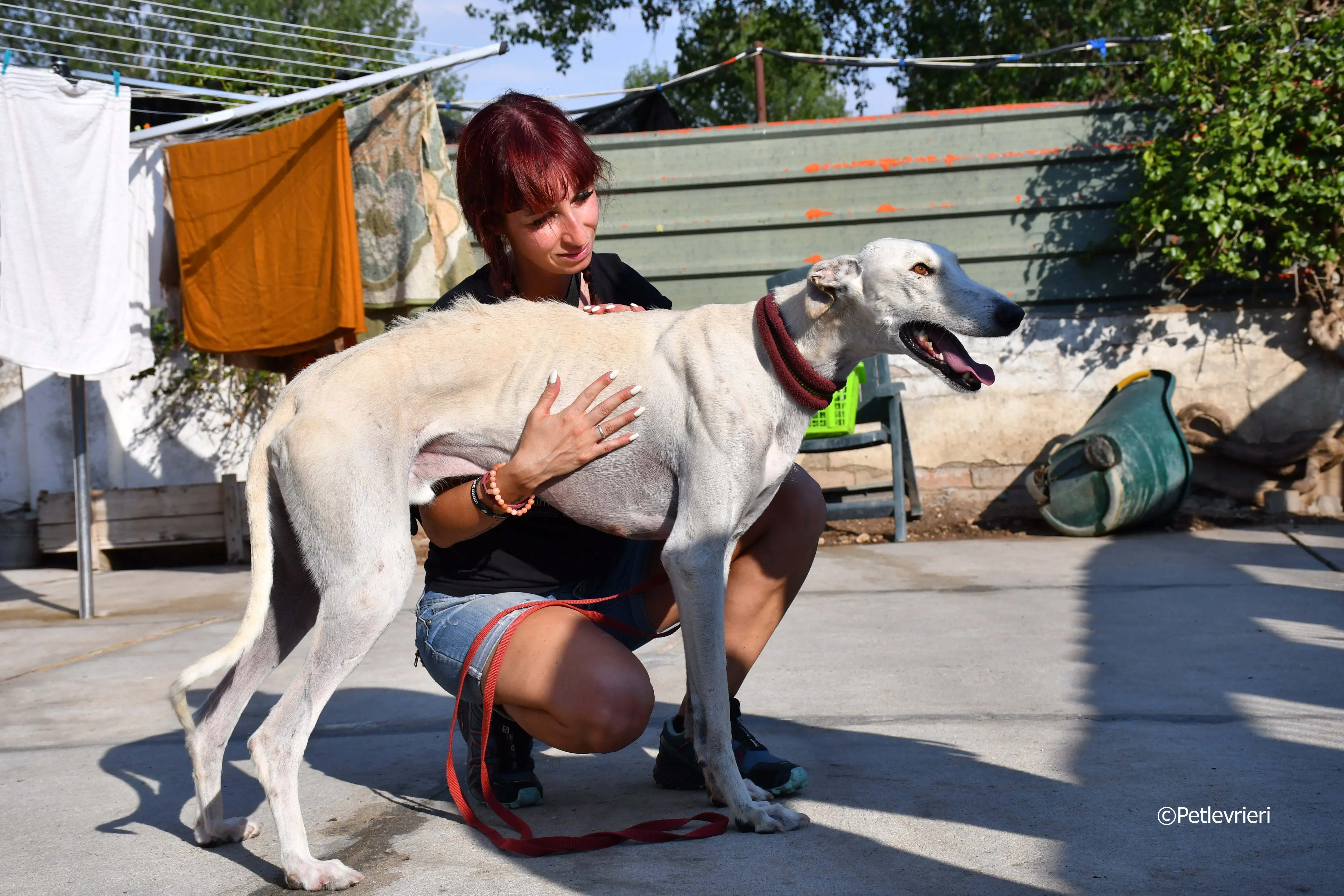 chip 7020 adozione levrieri galgo 10