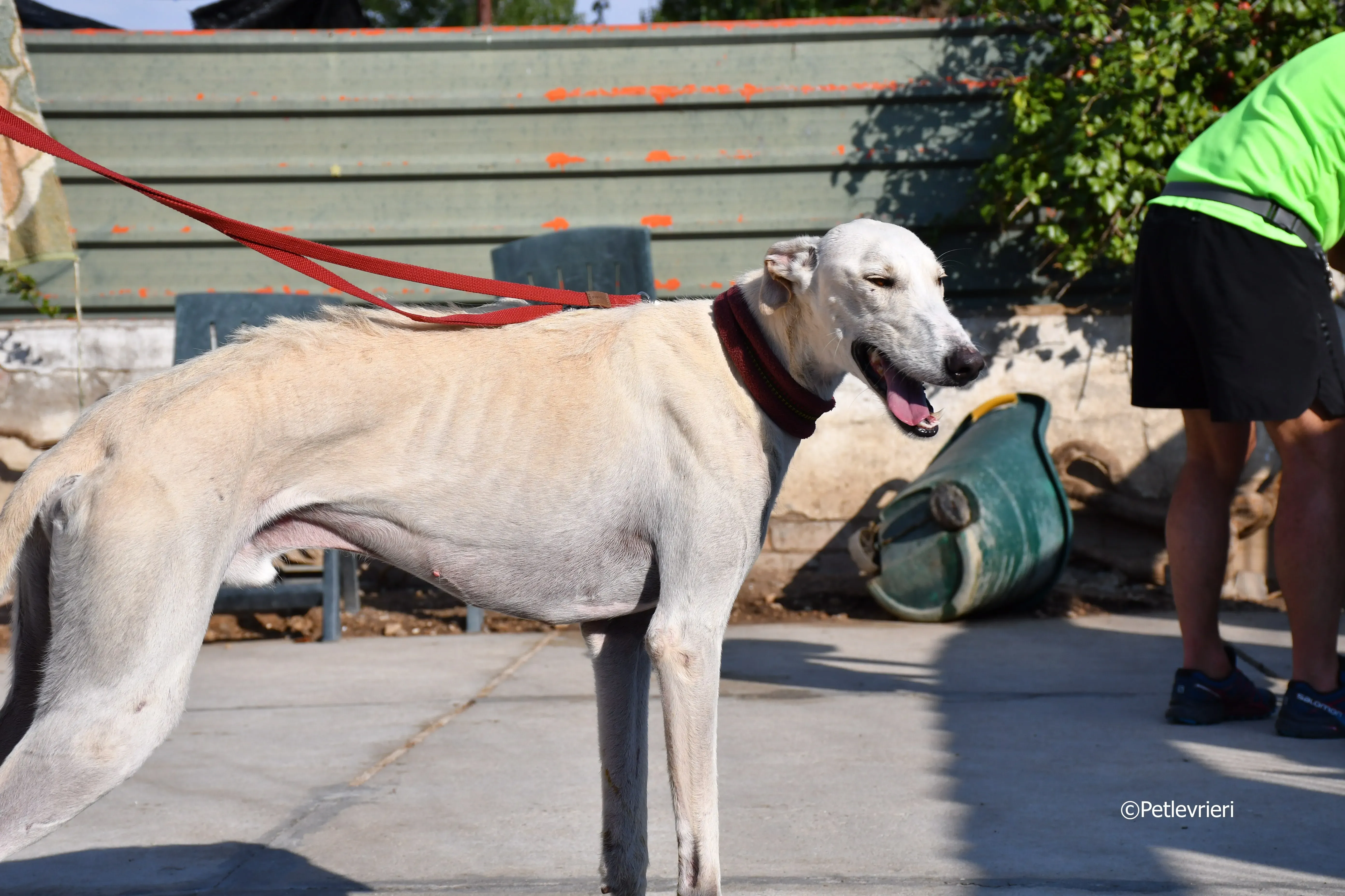 chip 7020 adozione levrieri galgo 11