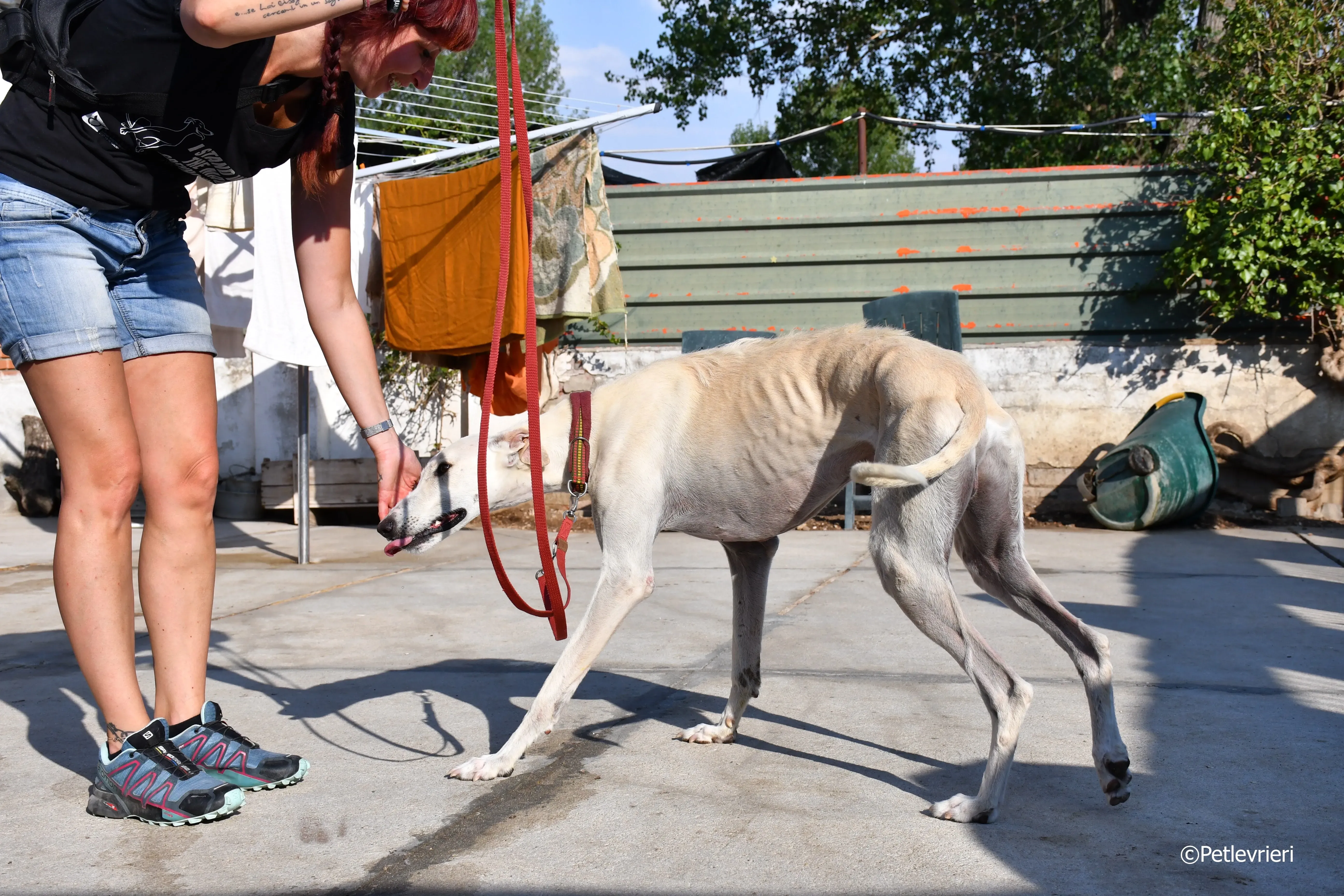 chip 7020 adozione levrieri galgo 12