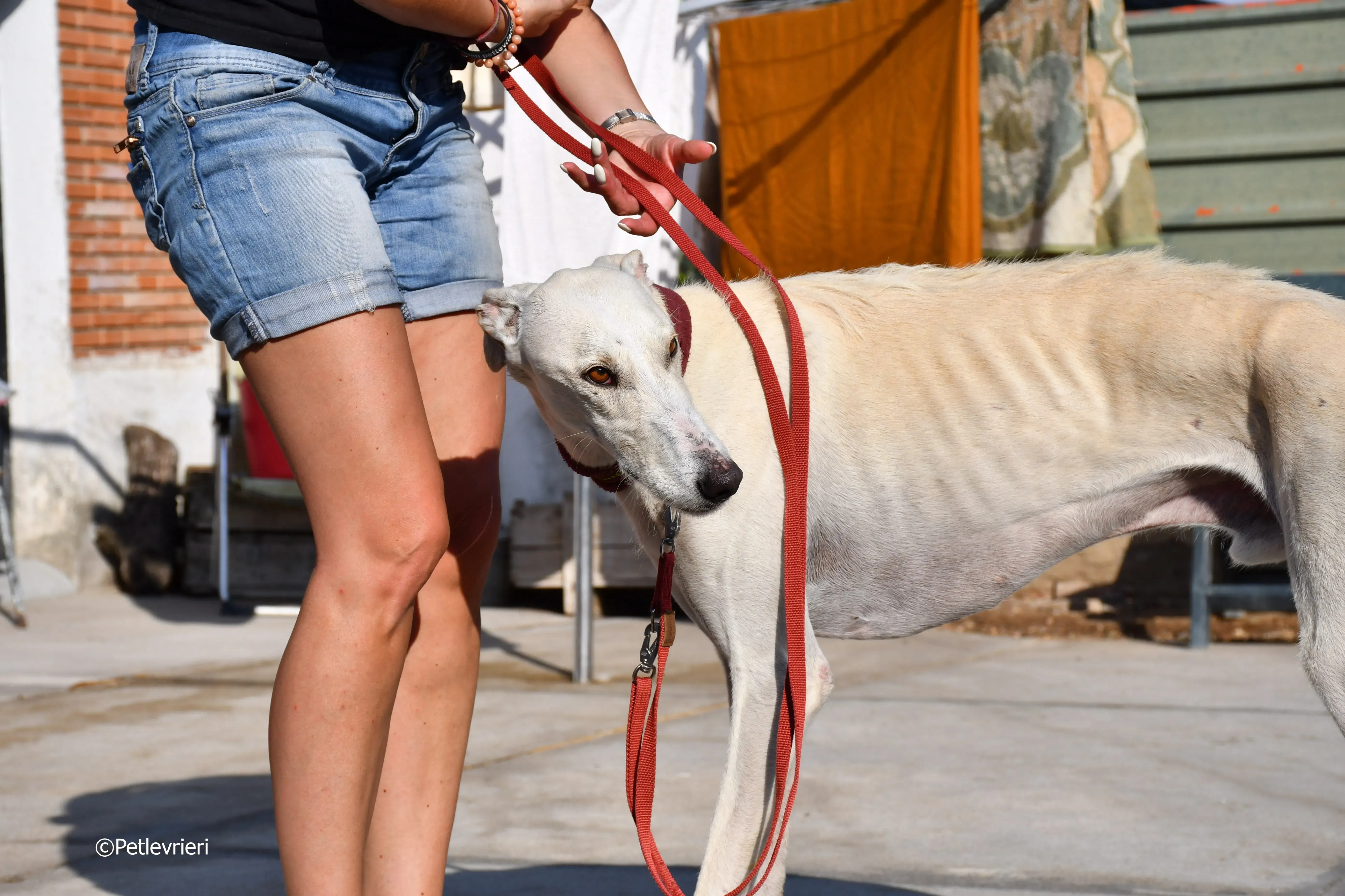 chip 7020 adozione levrieri galgo 13