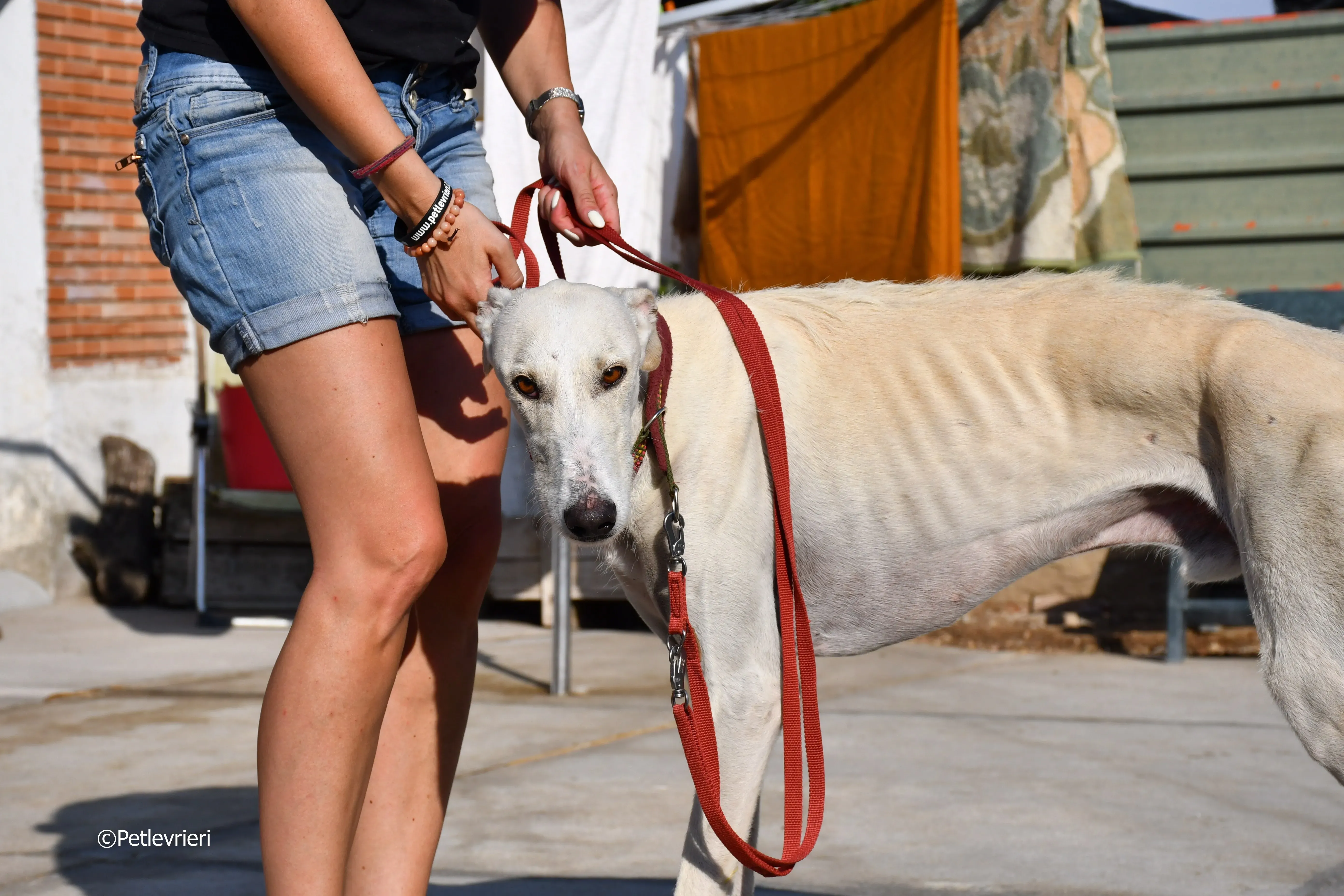 chip 7020 adozione levrieri galgo 14