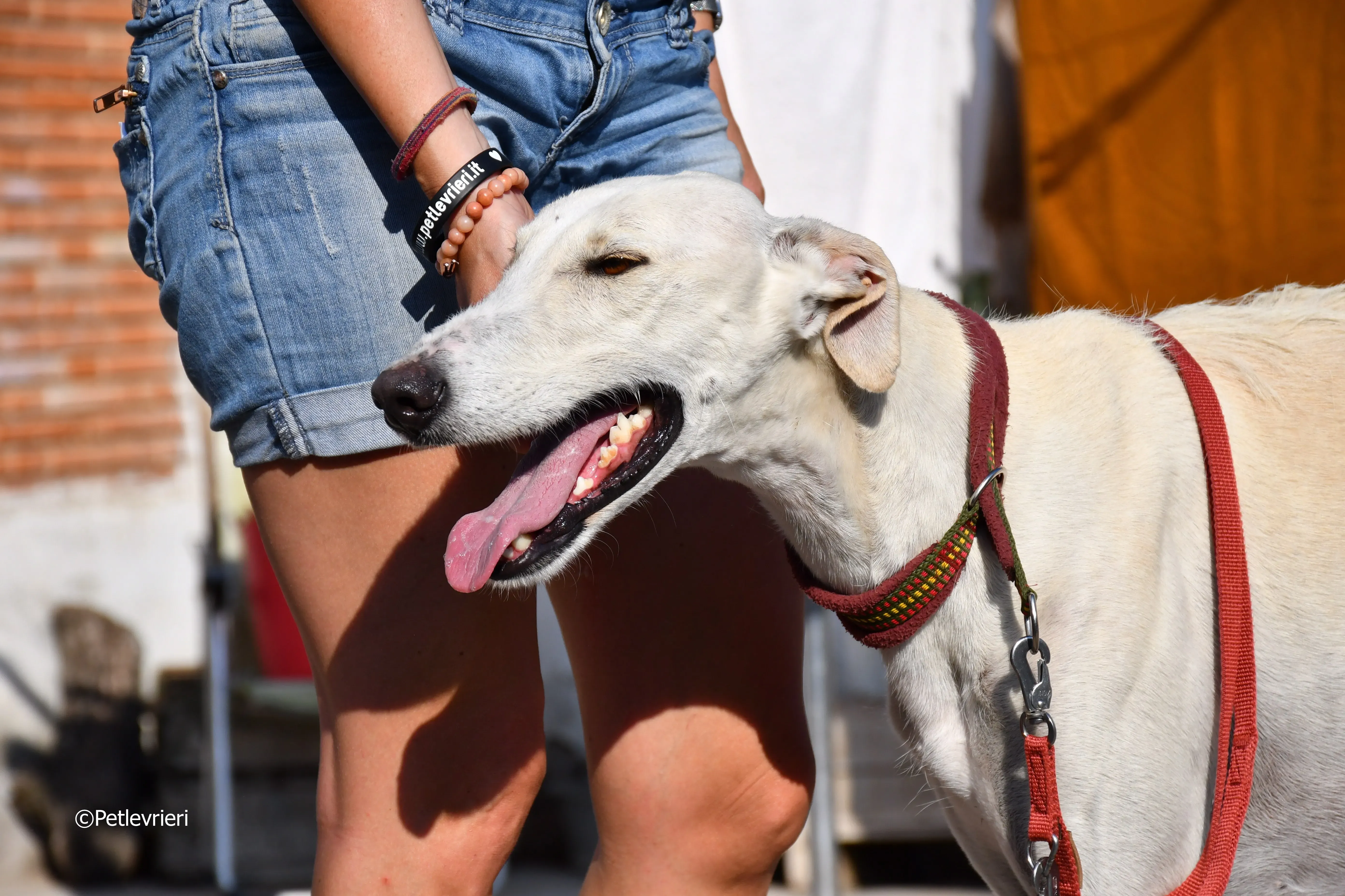 chip 7020 adozione levrieri galgo 15