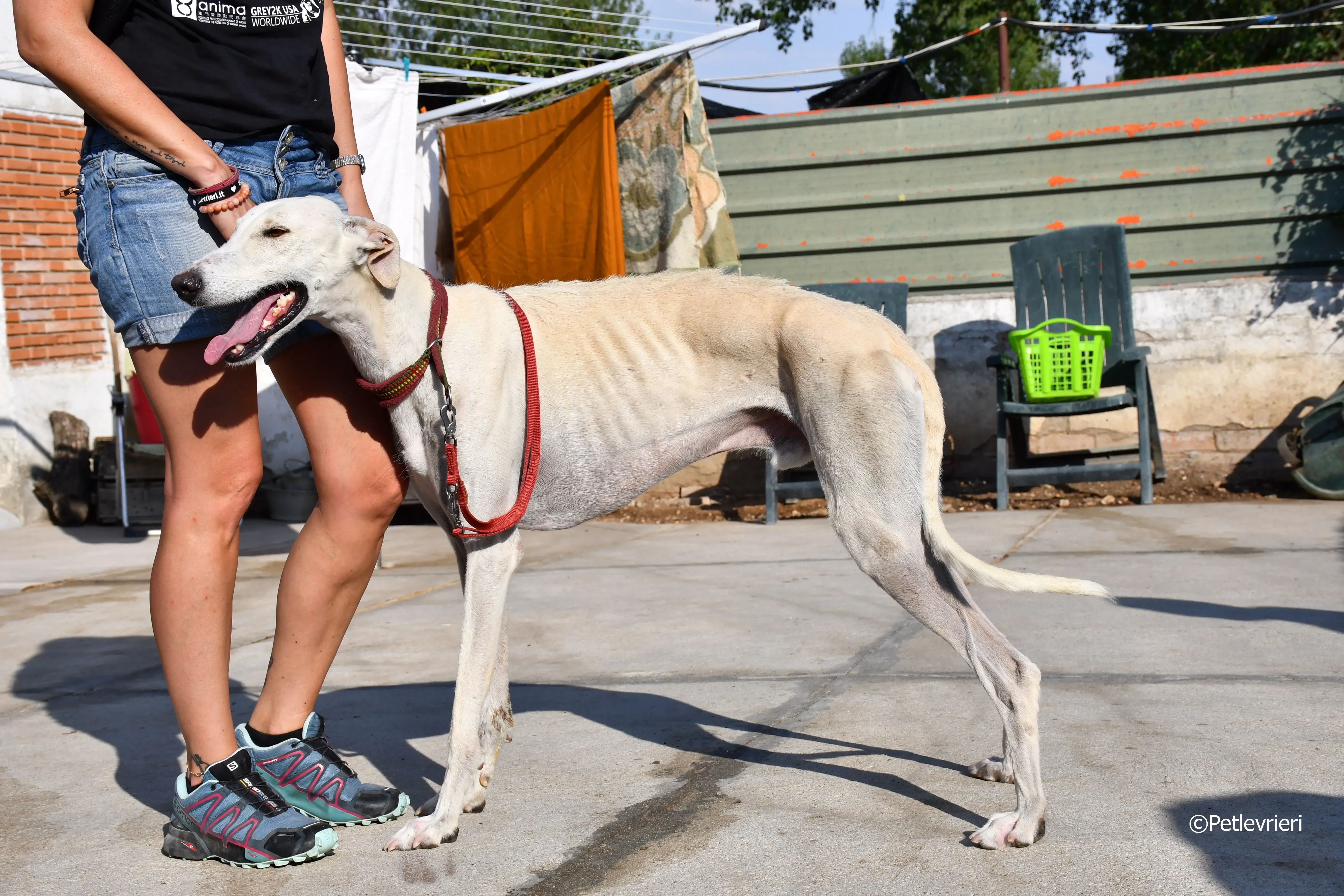 chip 7020 adozione levrieri galgo 16