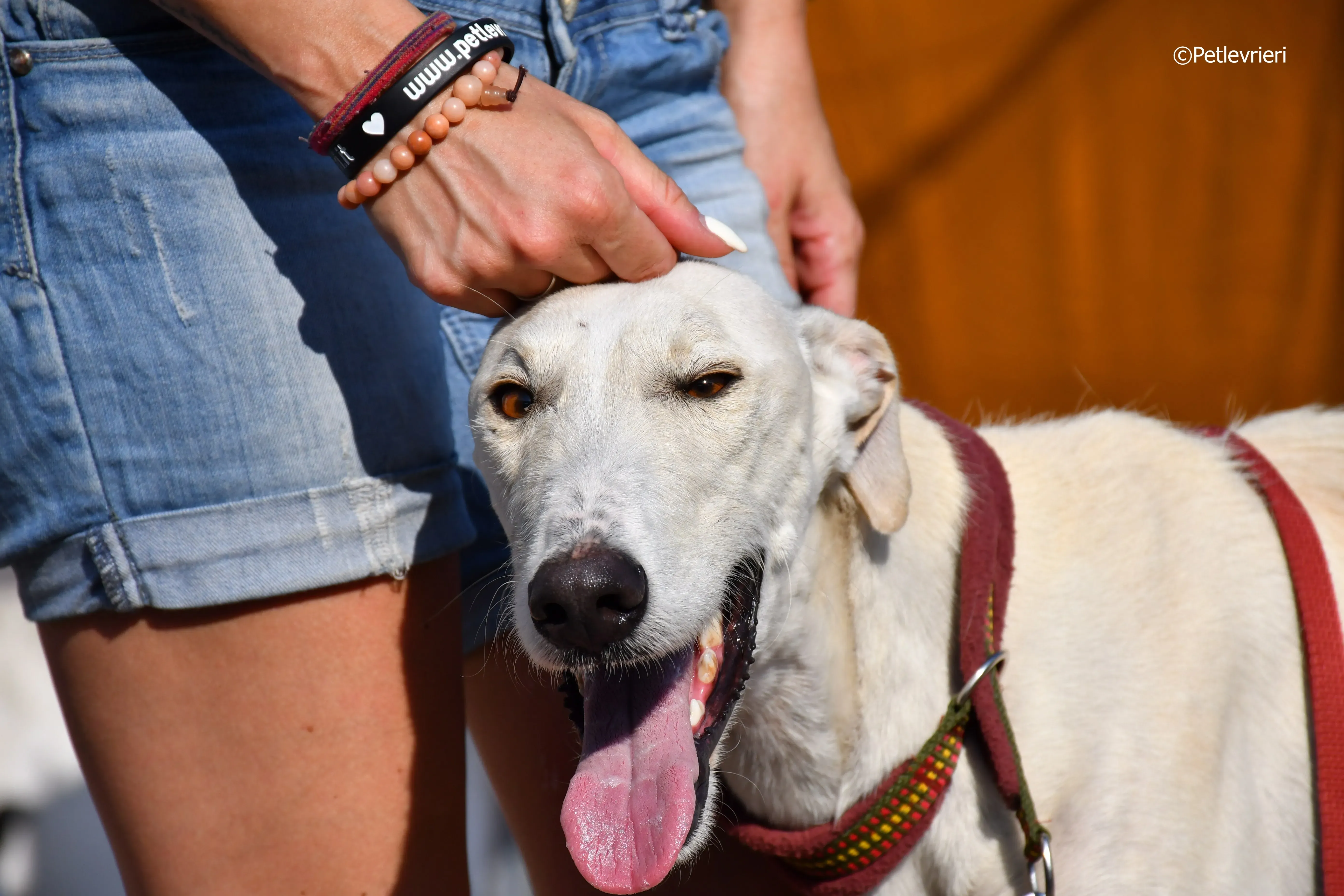 chip 7020 adozione levrieri galgo 17