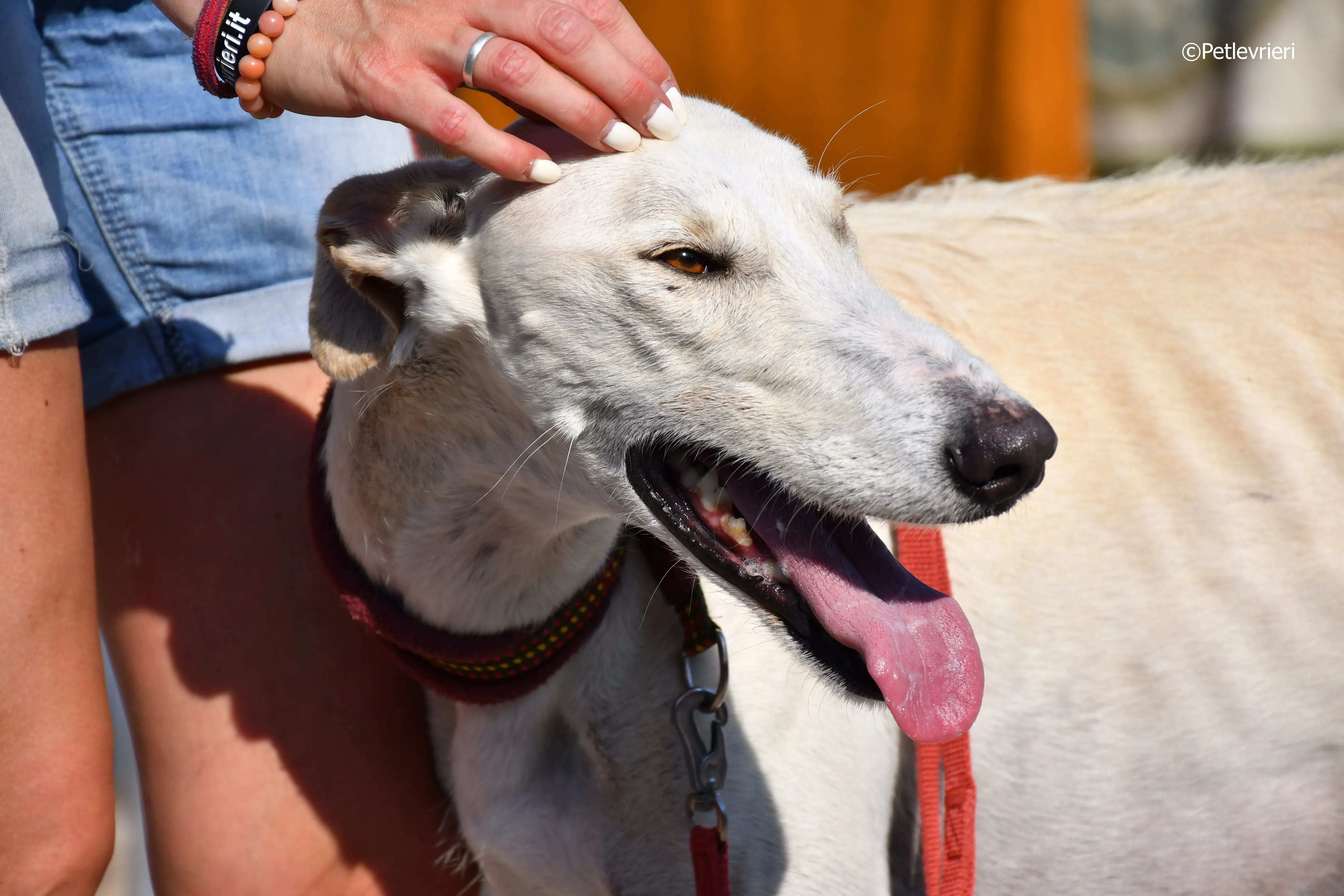 chip 7020 adozione levrieri galgo 18