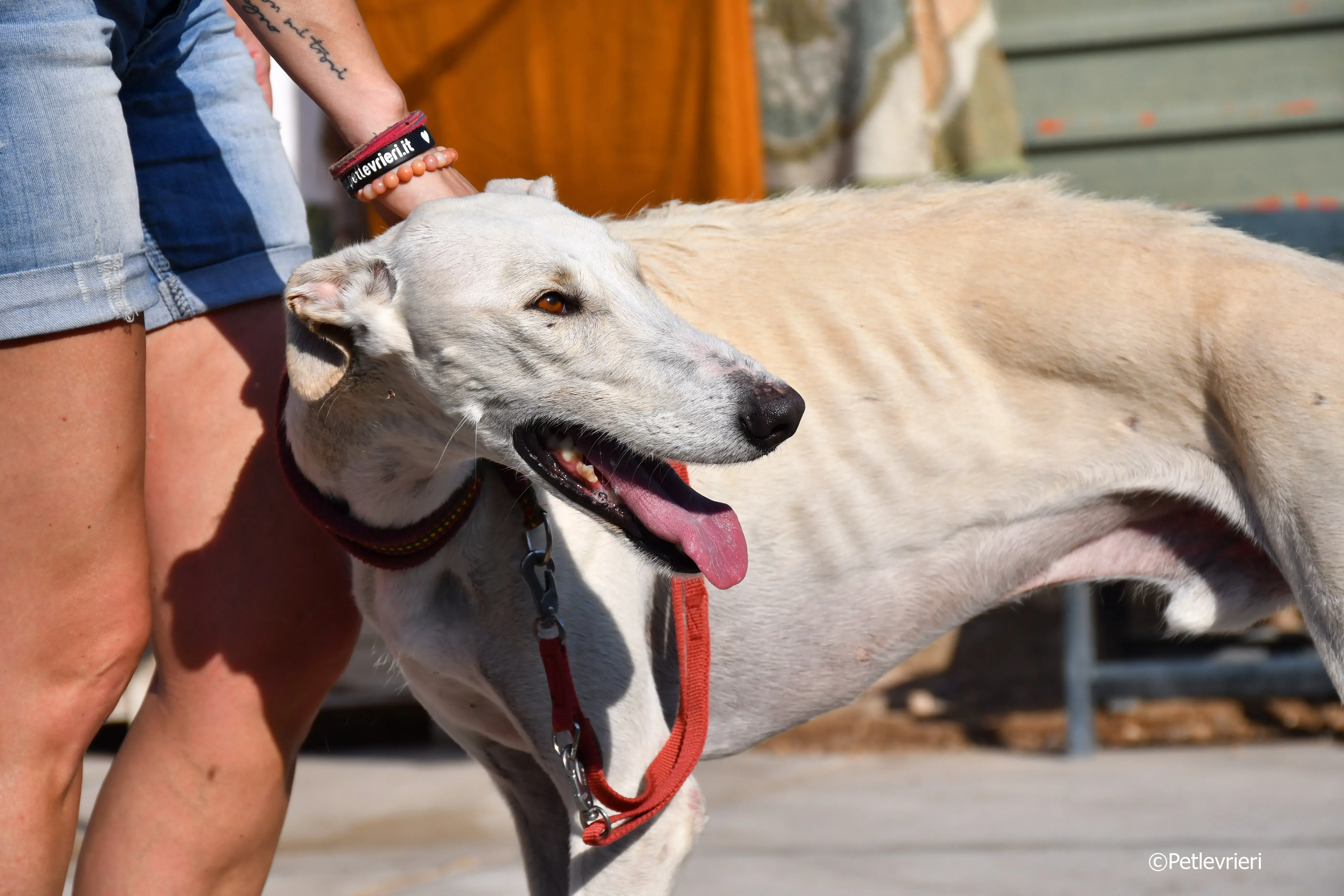 chip 7020 adozione levrieri galgo 19