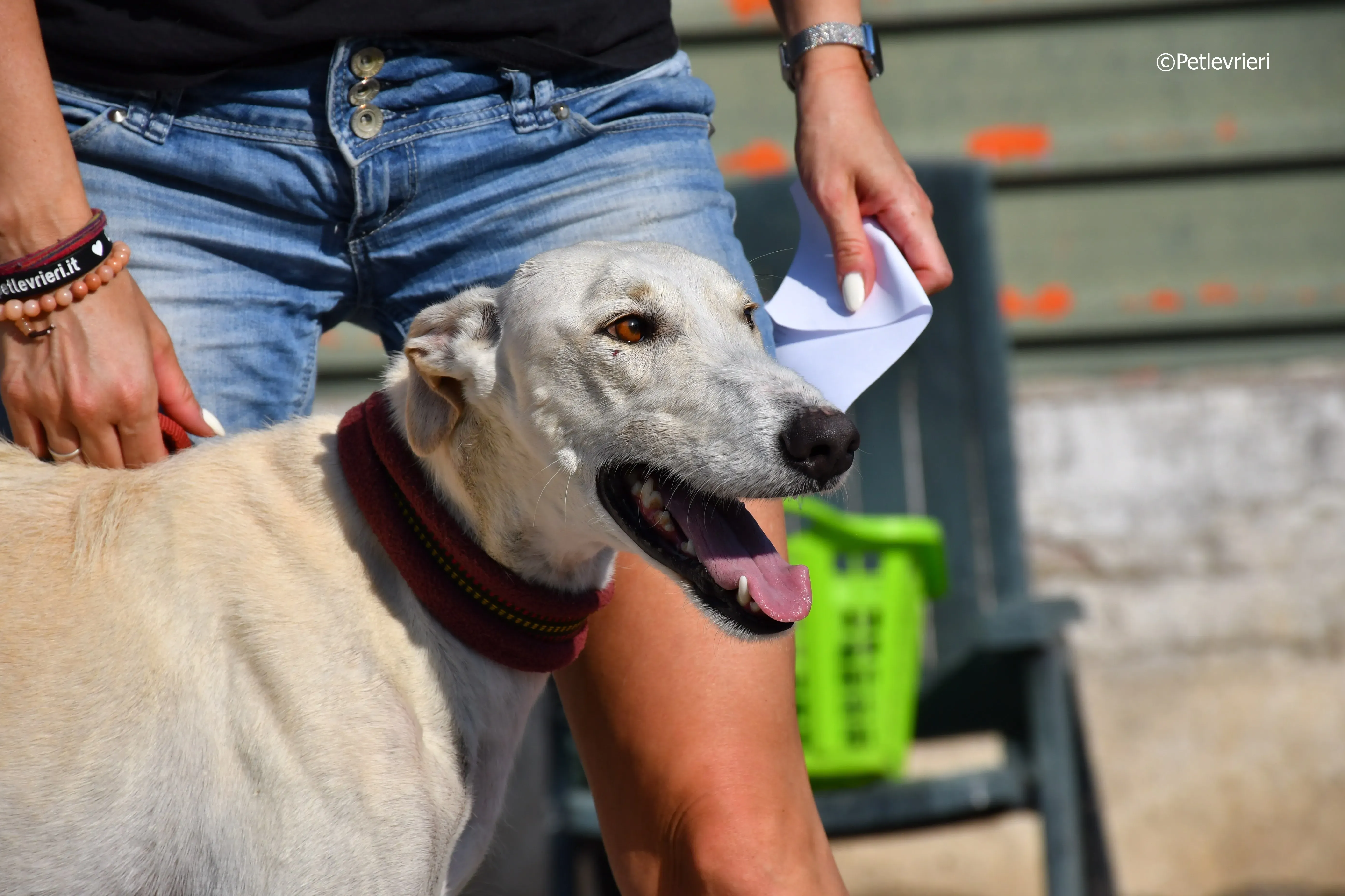 chip 7020 adozione levrieri galgo 2