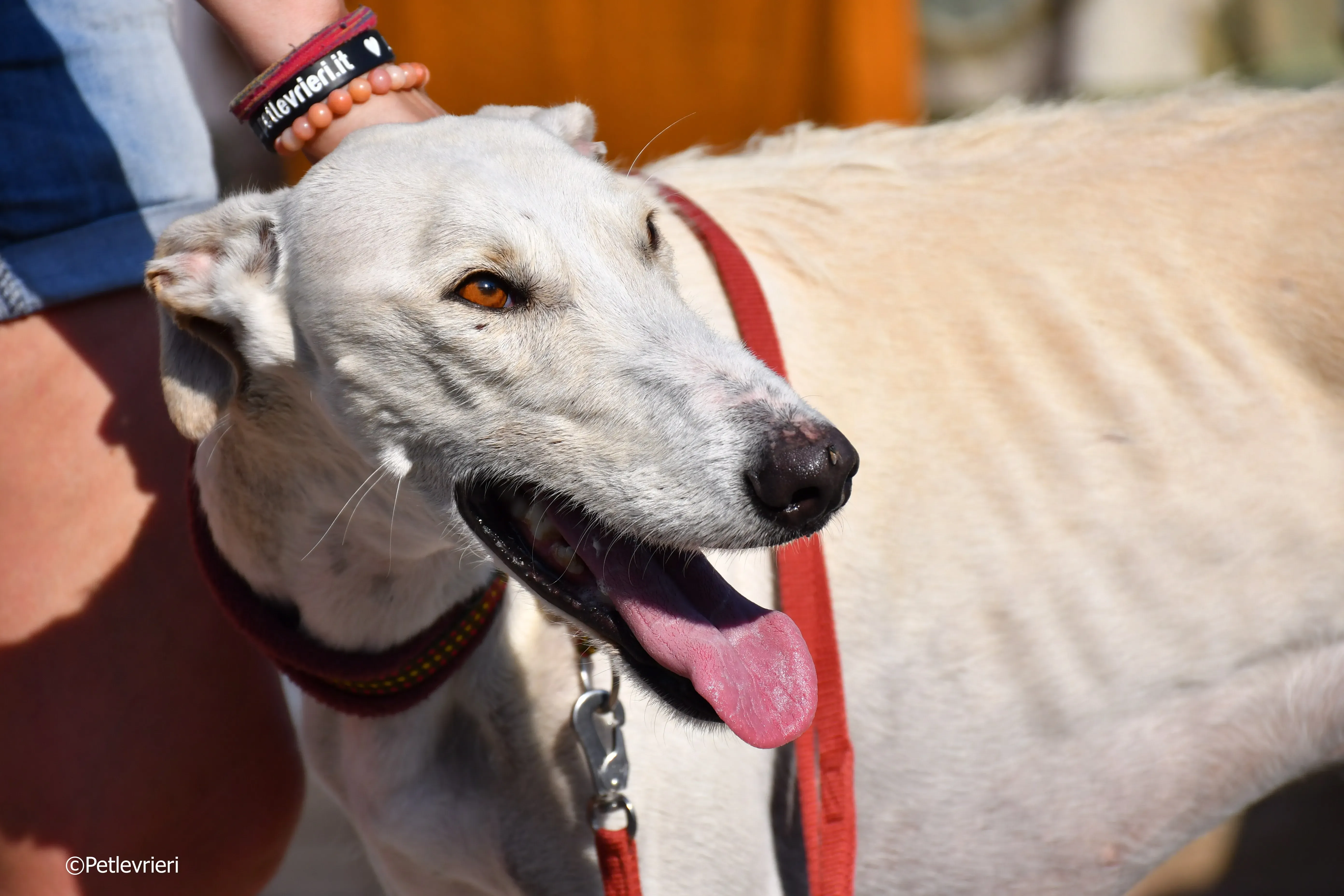 chip 7020 adozione levrieri galgo 20