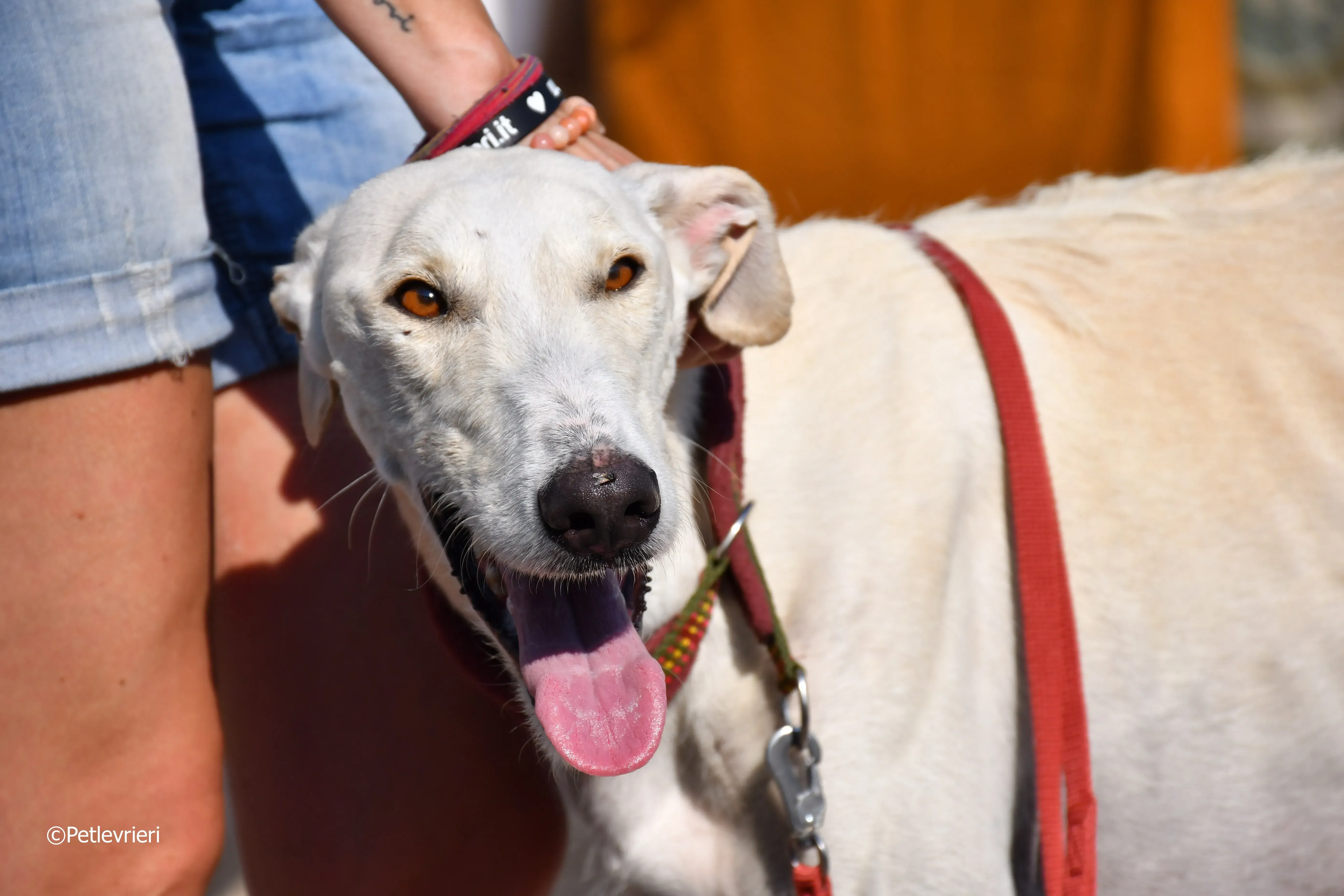 chip 7020 adozione levrieri galgo 21