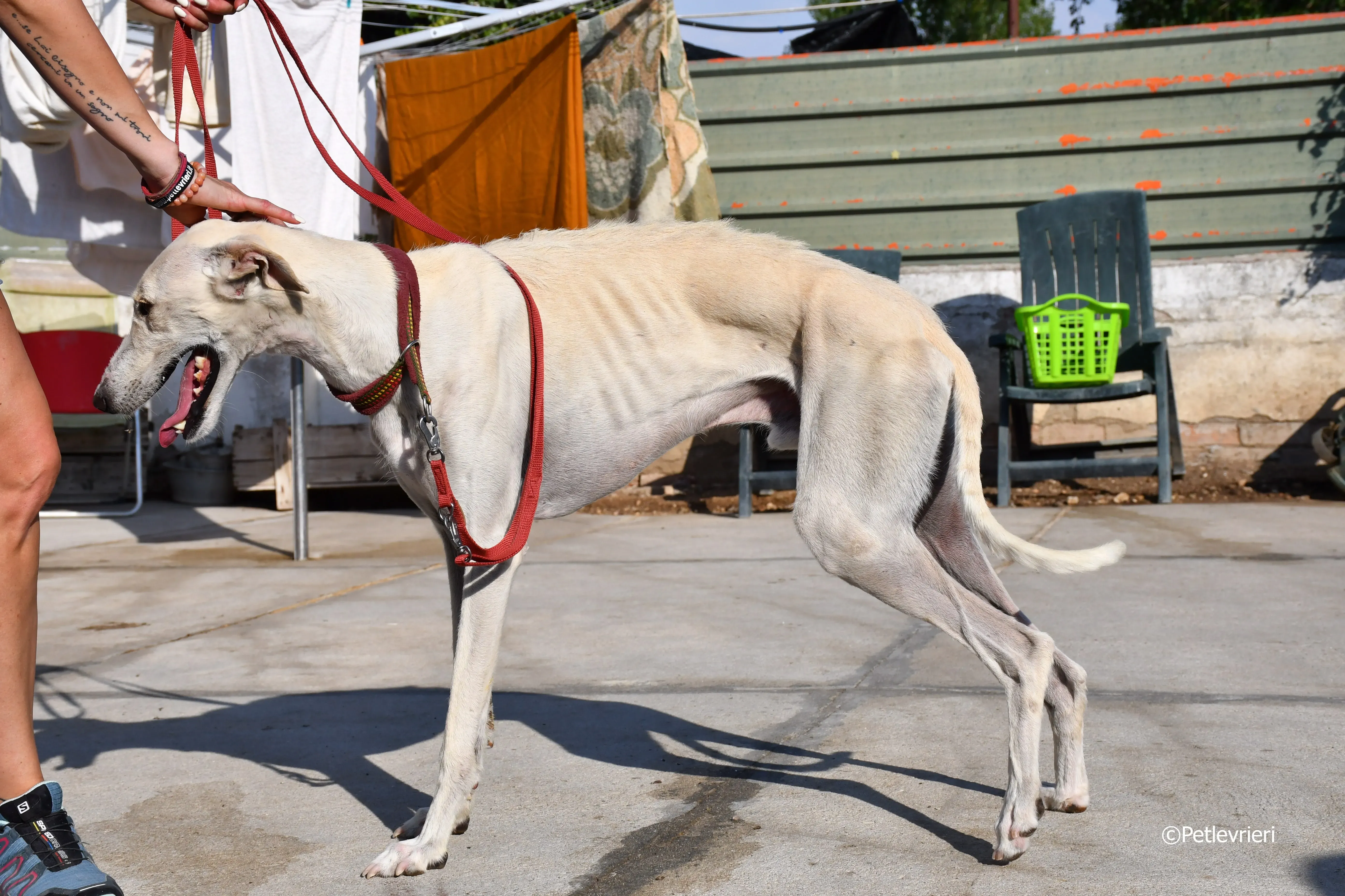 chip 7020 adozione levrieri galgo 22