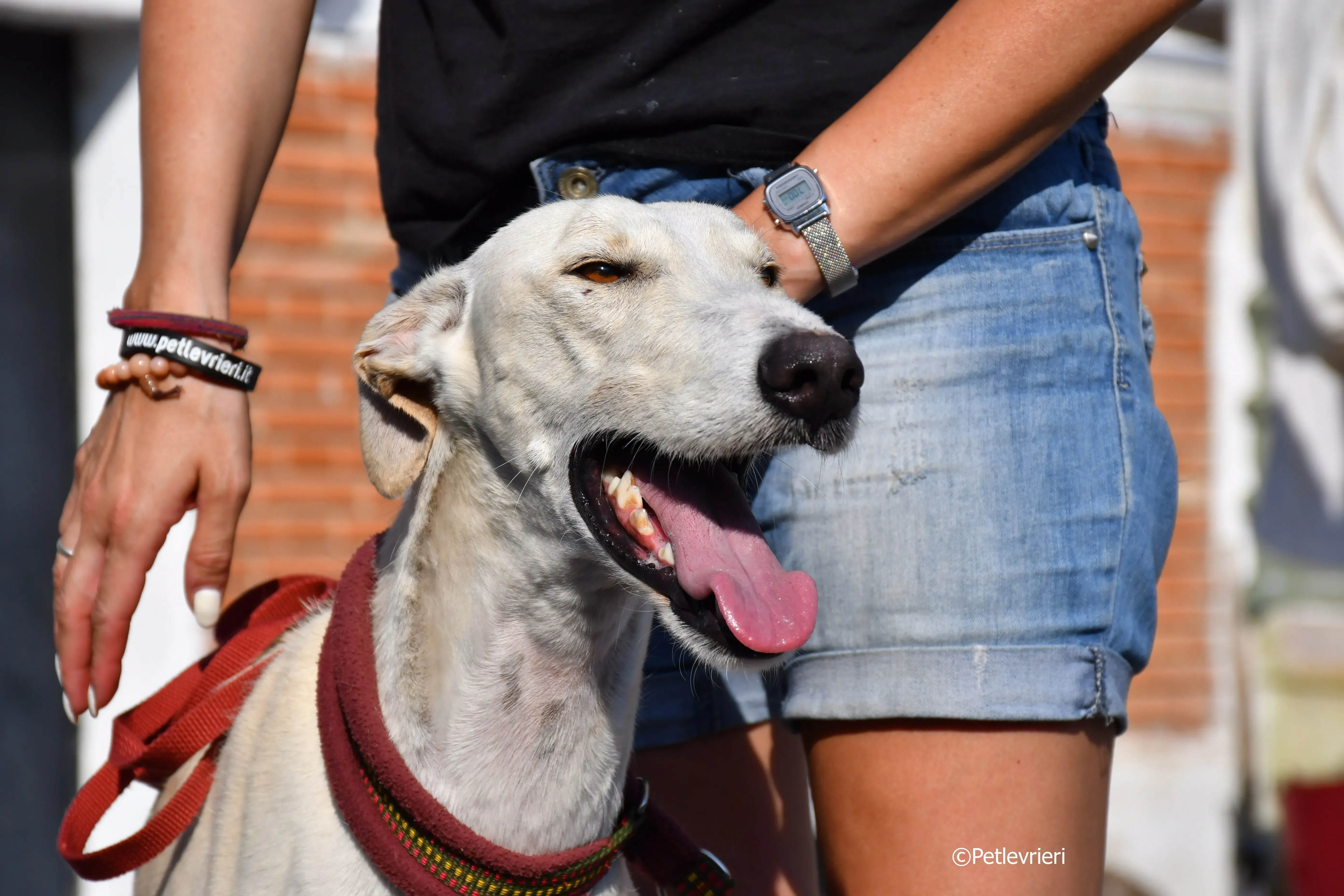 chip 7020 adozione levrieri galgo 23