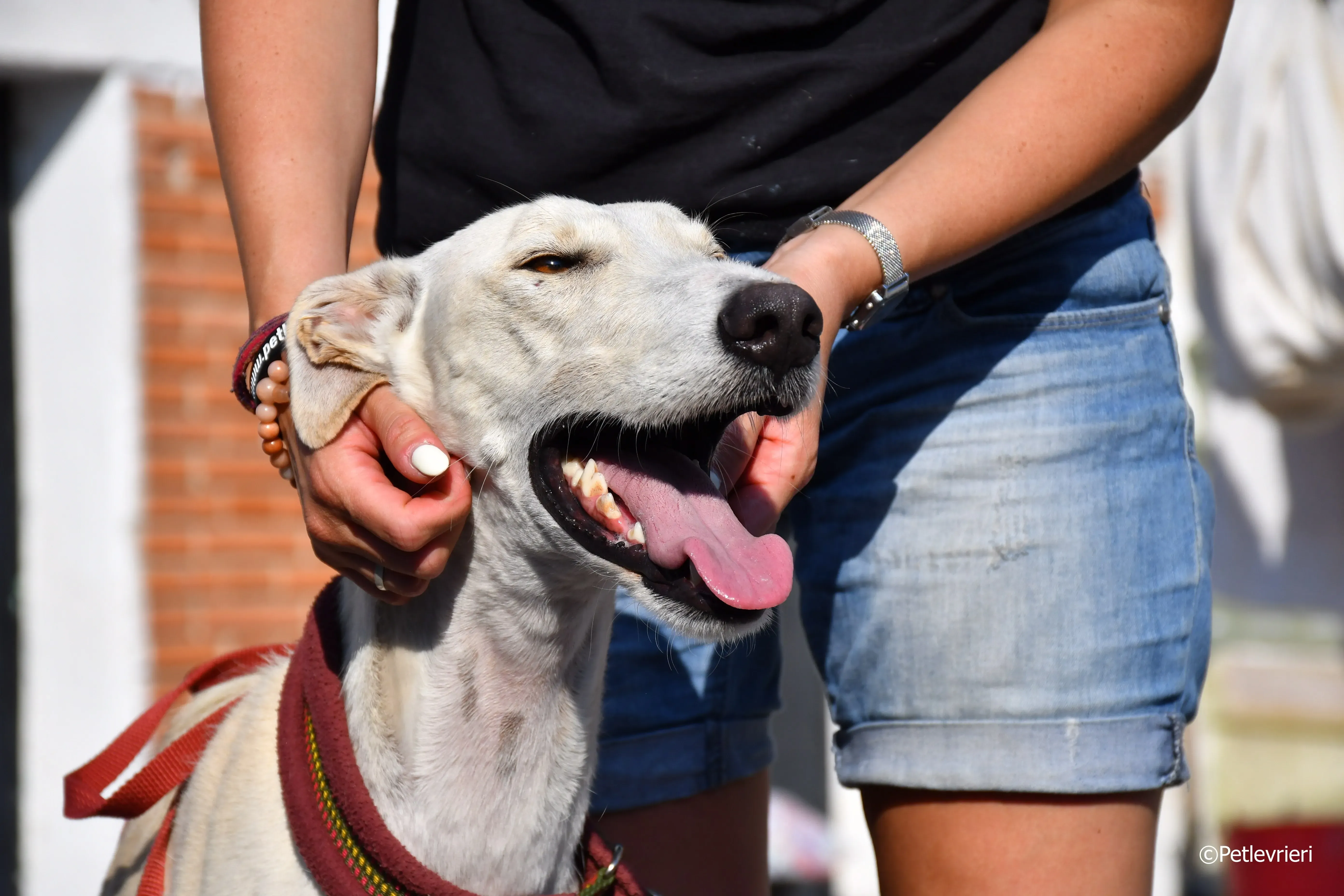 chip 7020 adozione levrieri galgo 24