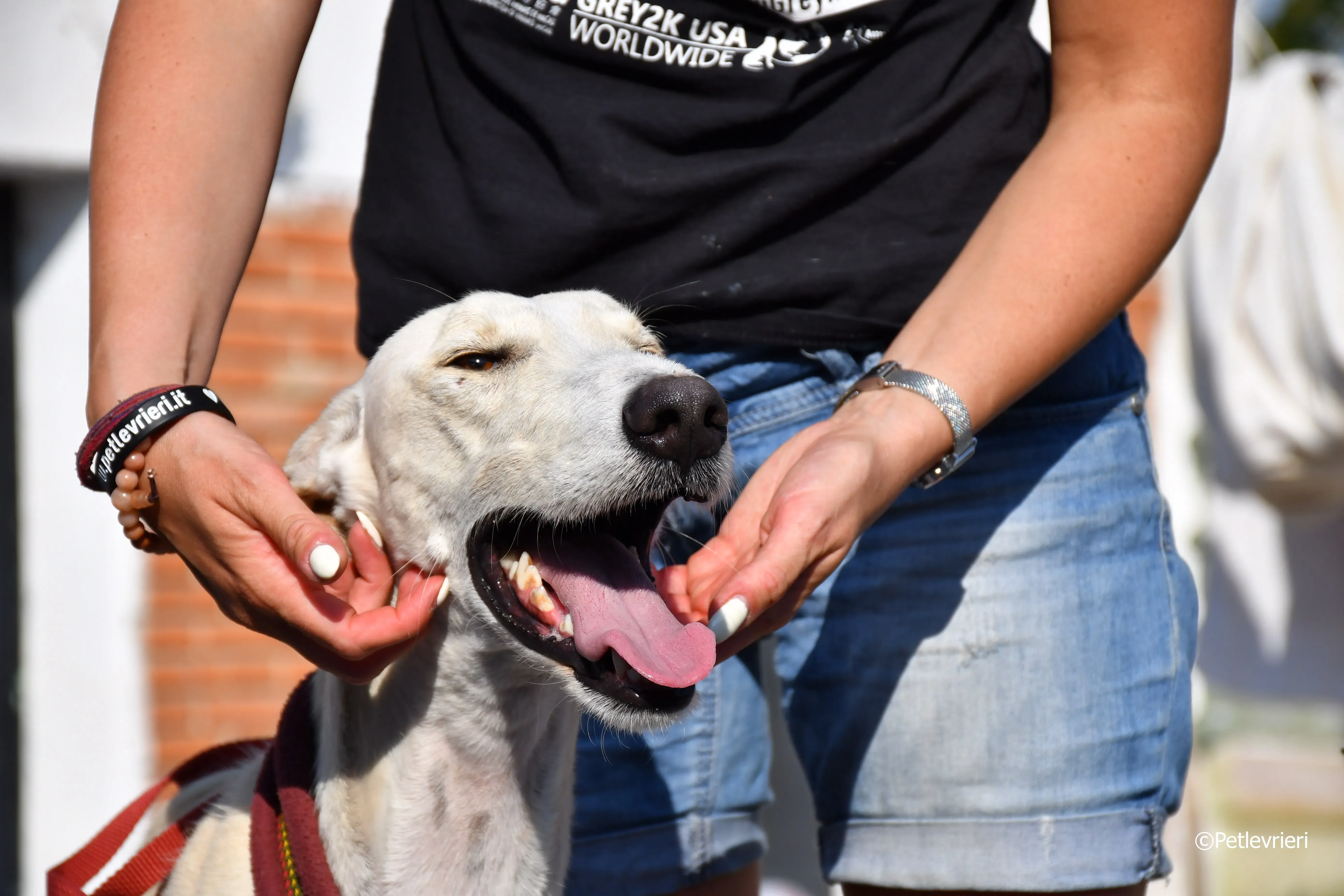 chip 7020 adozione levrieri galgo 25