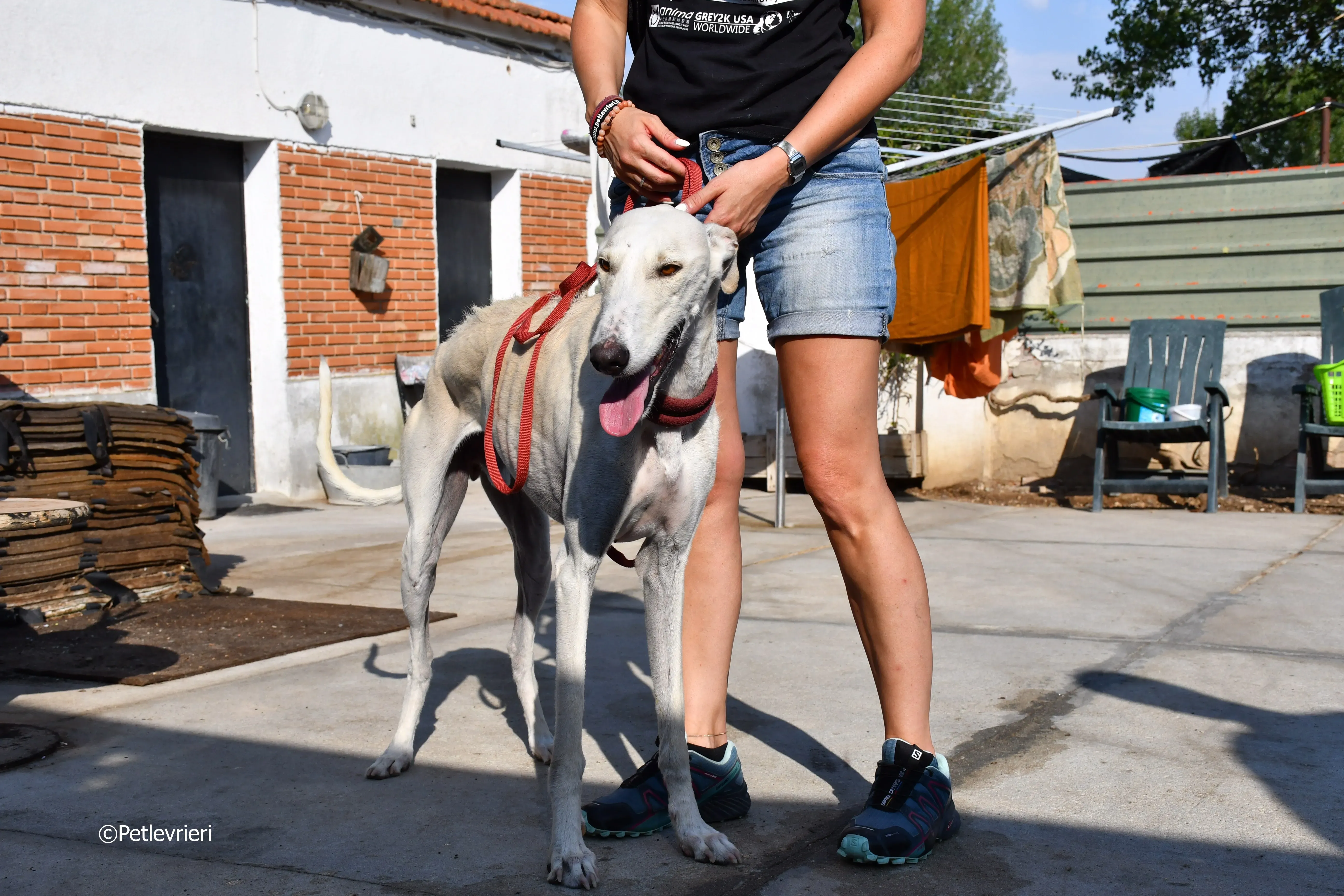 chip 7020 adozione levrieri galgo 27