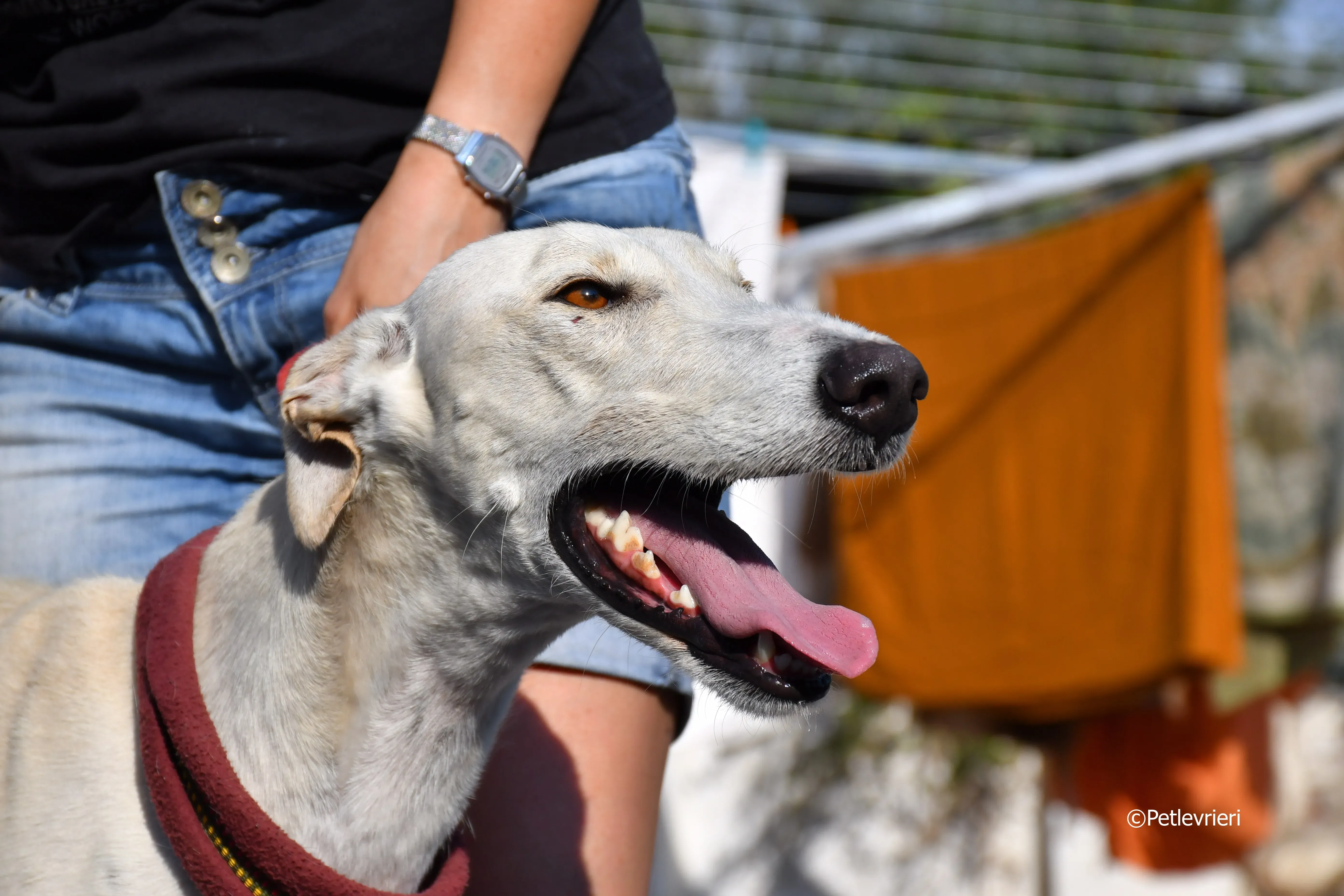 chip 7020 adozione levrieri galgo 29