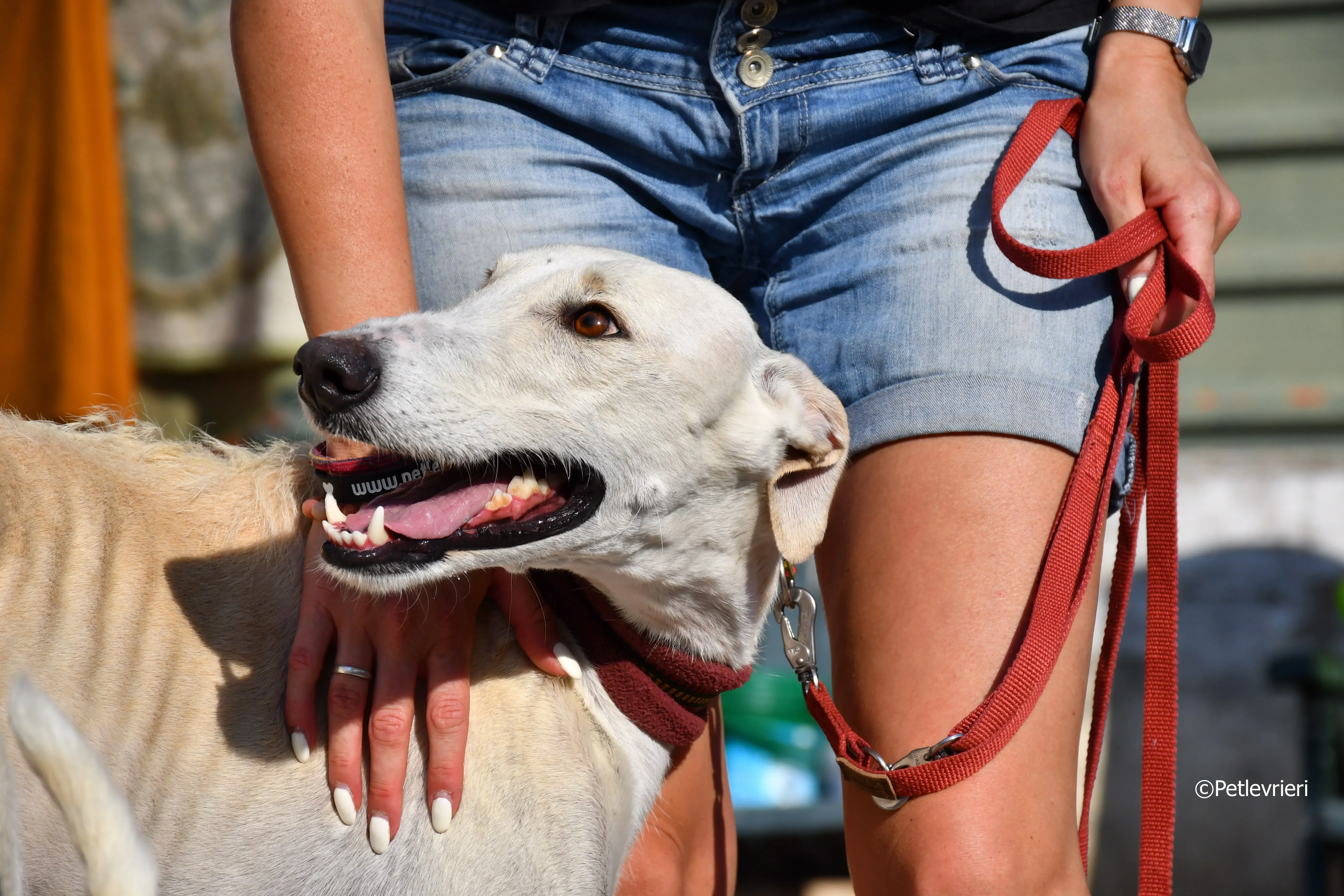 chip 7020 adozione levrieri galgo 4