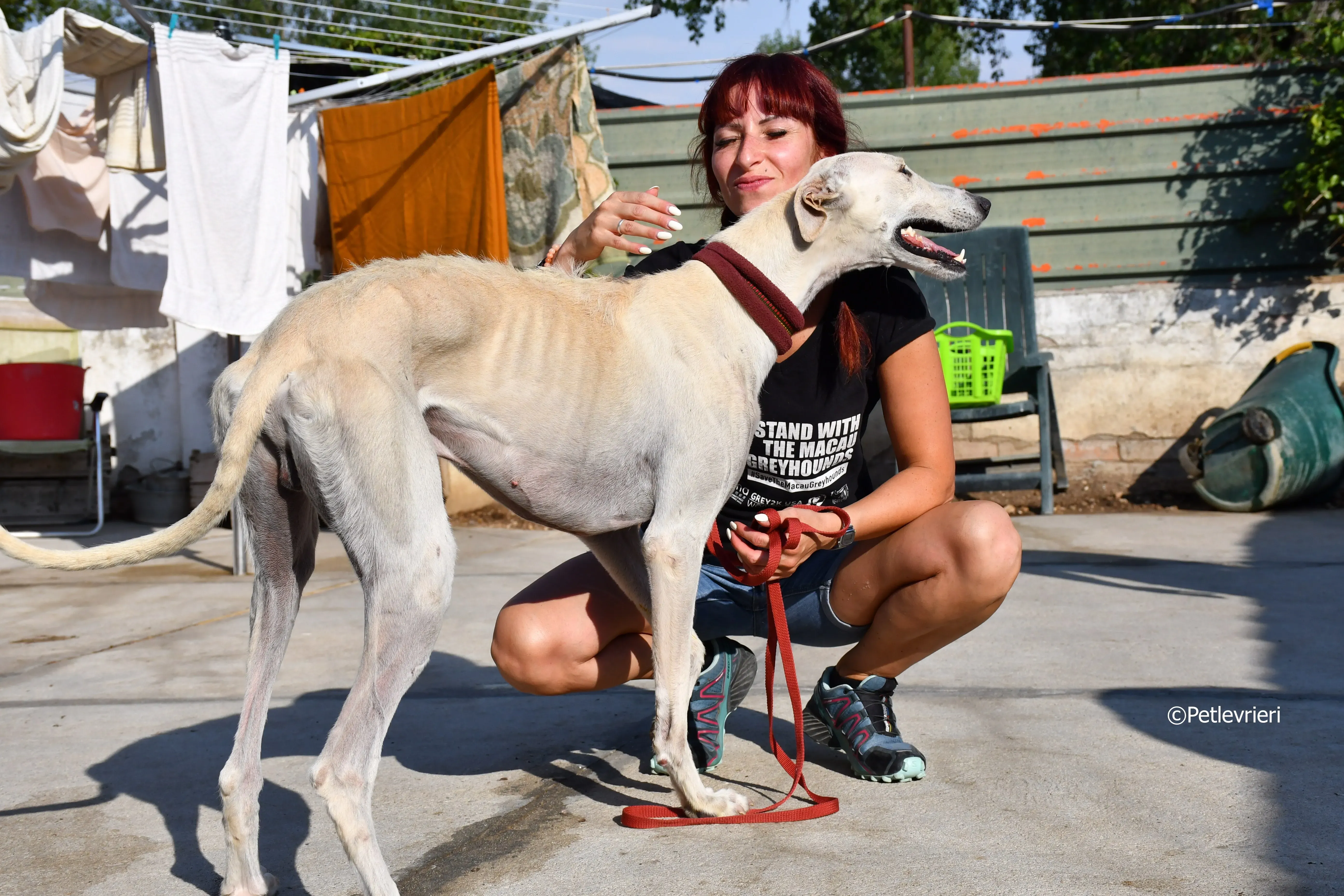 chip 7020 adozione levrieri galgo 5