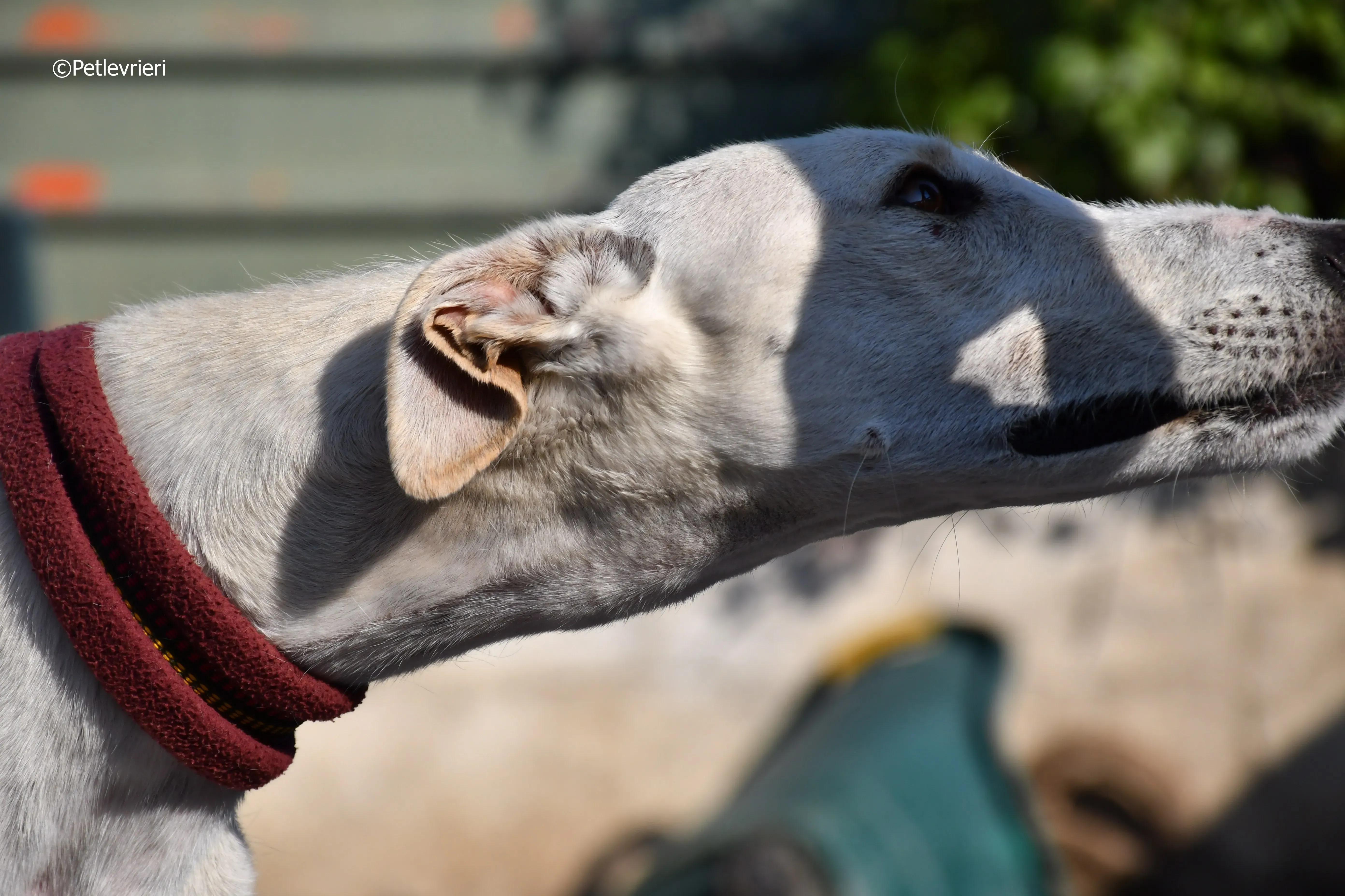 chip 7020 adozione levrieri galgo 6