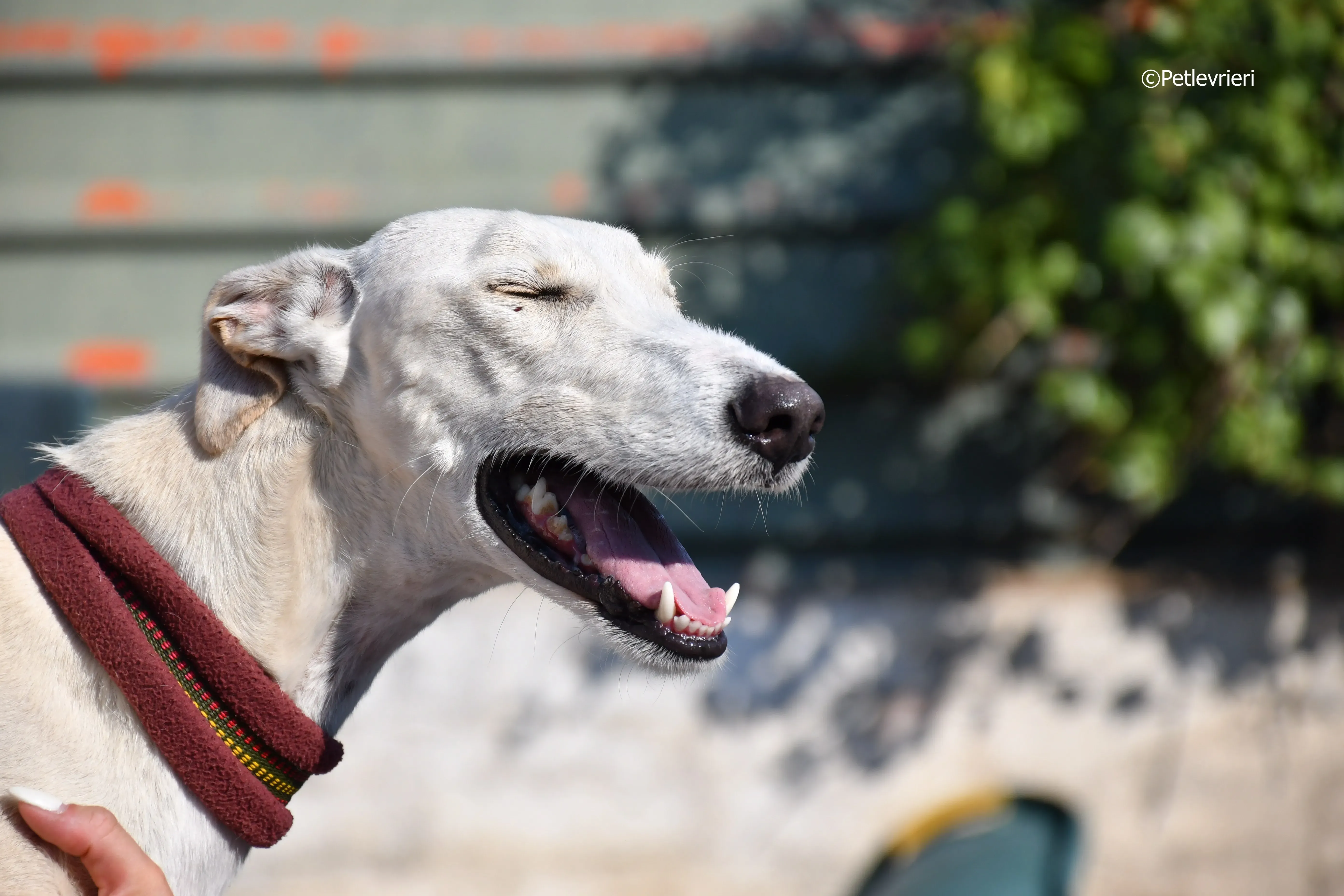 chip 7020 adozione levrieri galgo 7