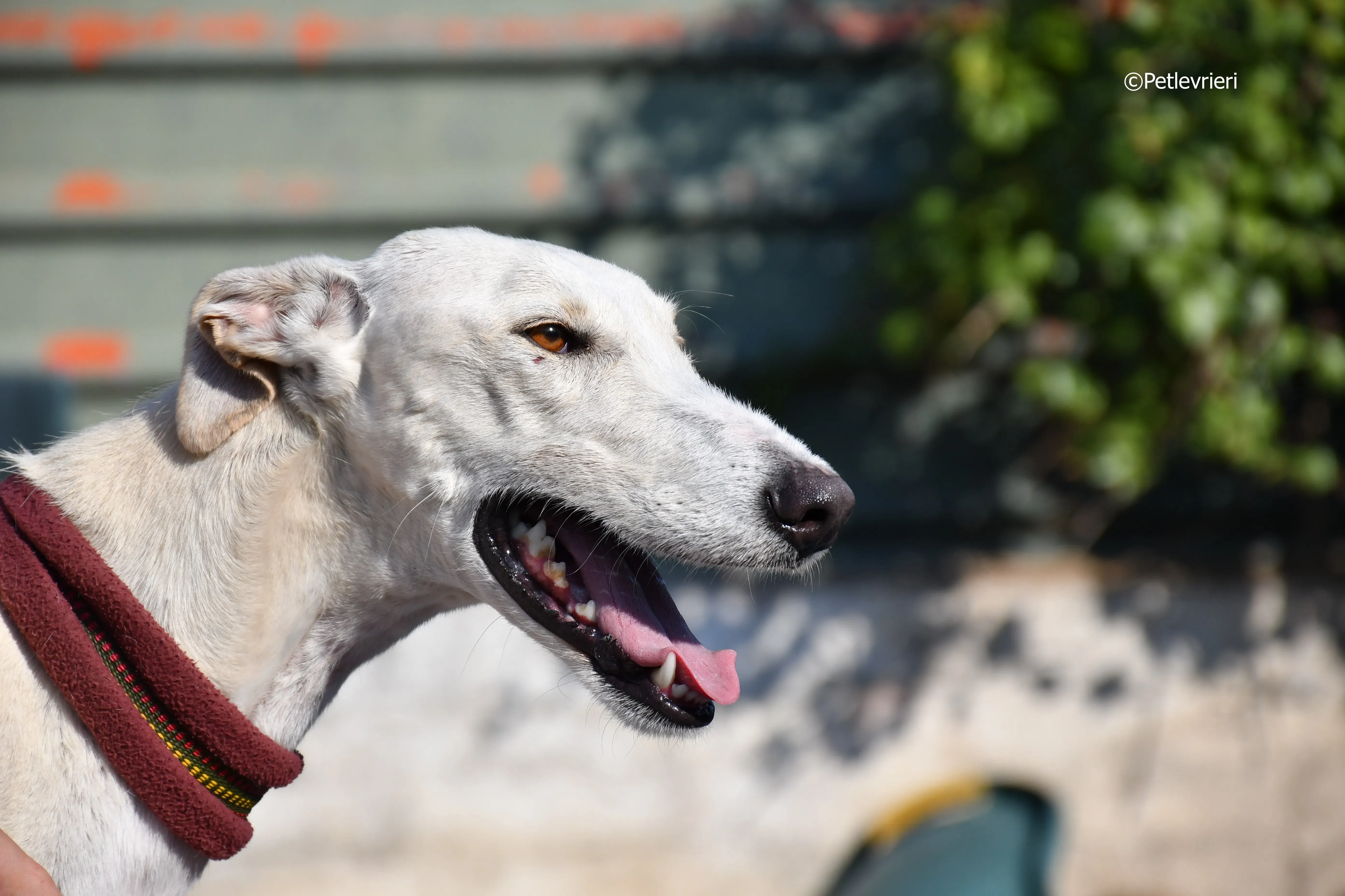 chip 7020 adozione levrieri galgo 8