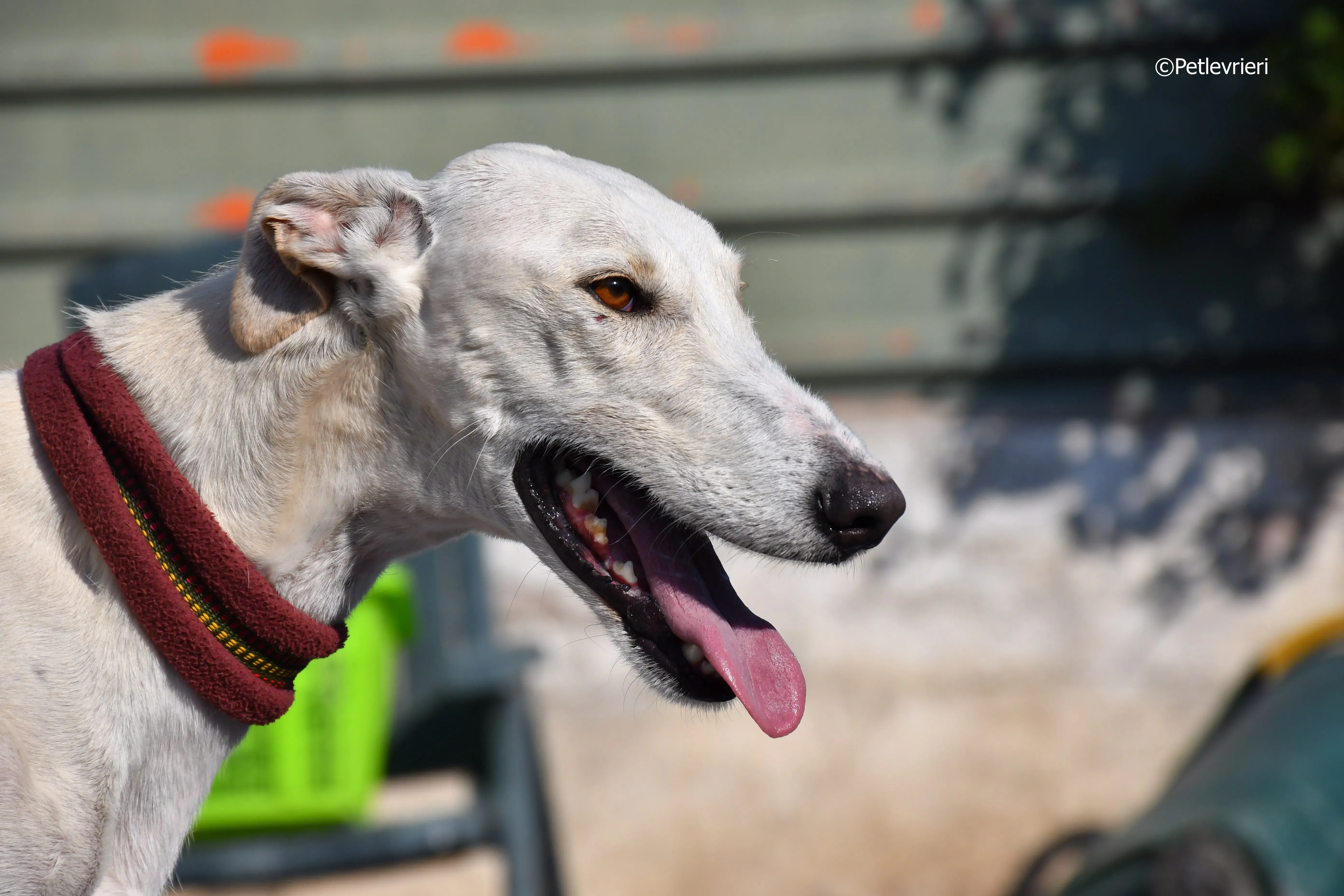 chip 7020 adozione levrieri galgo 9