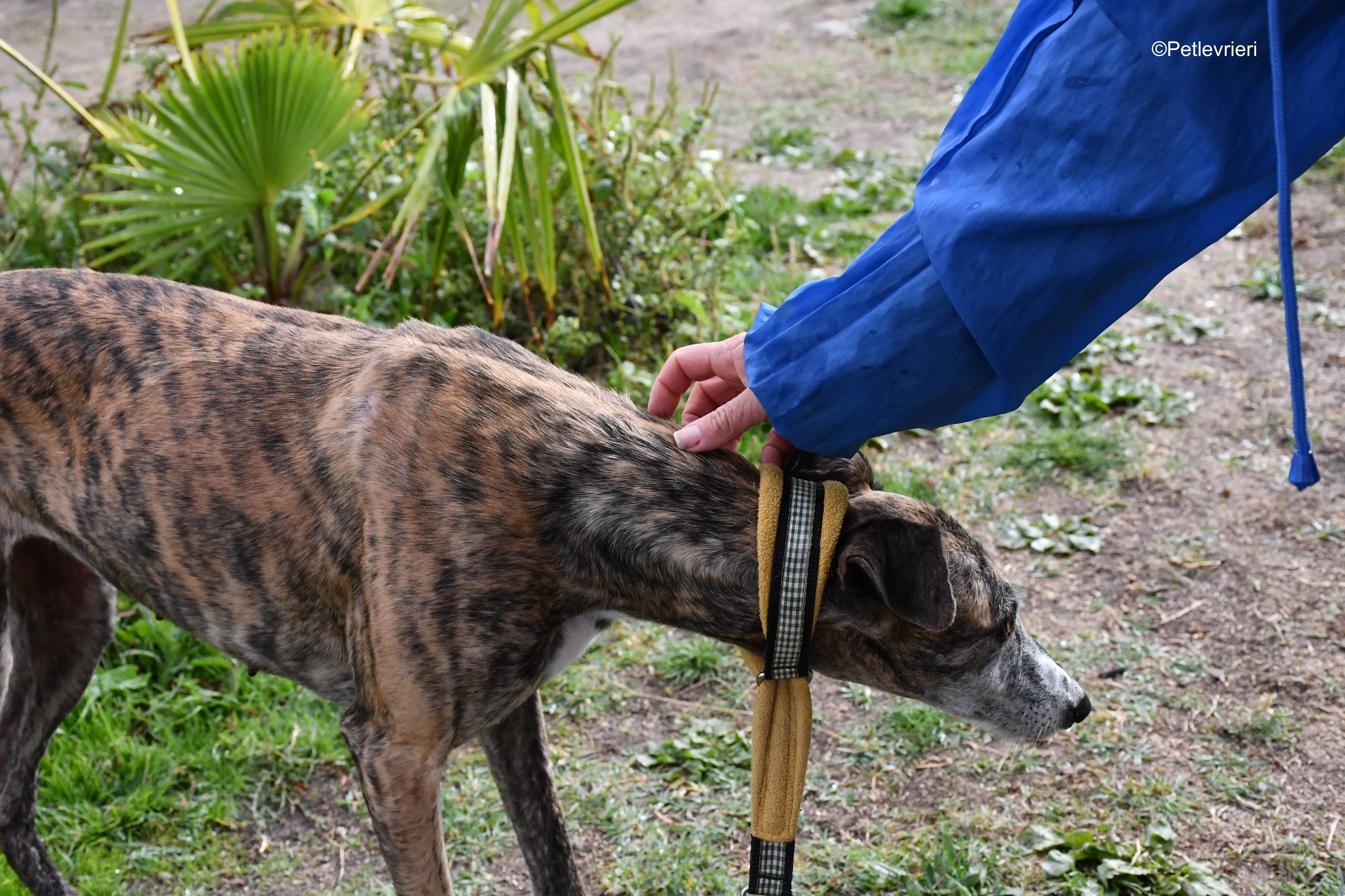 chip 764000 adozione levrieri galgo 1