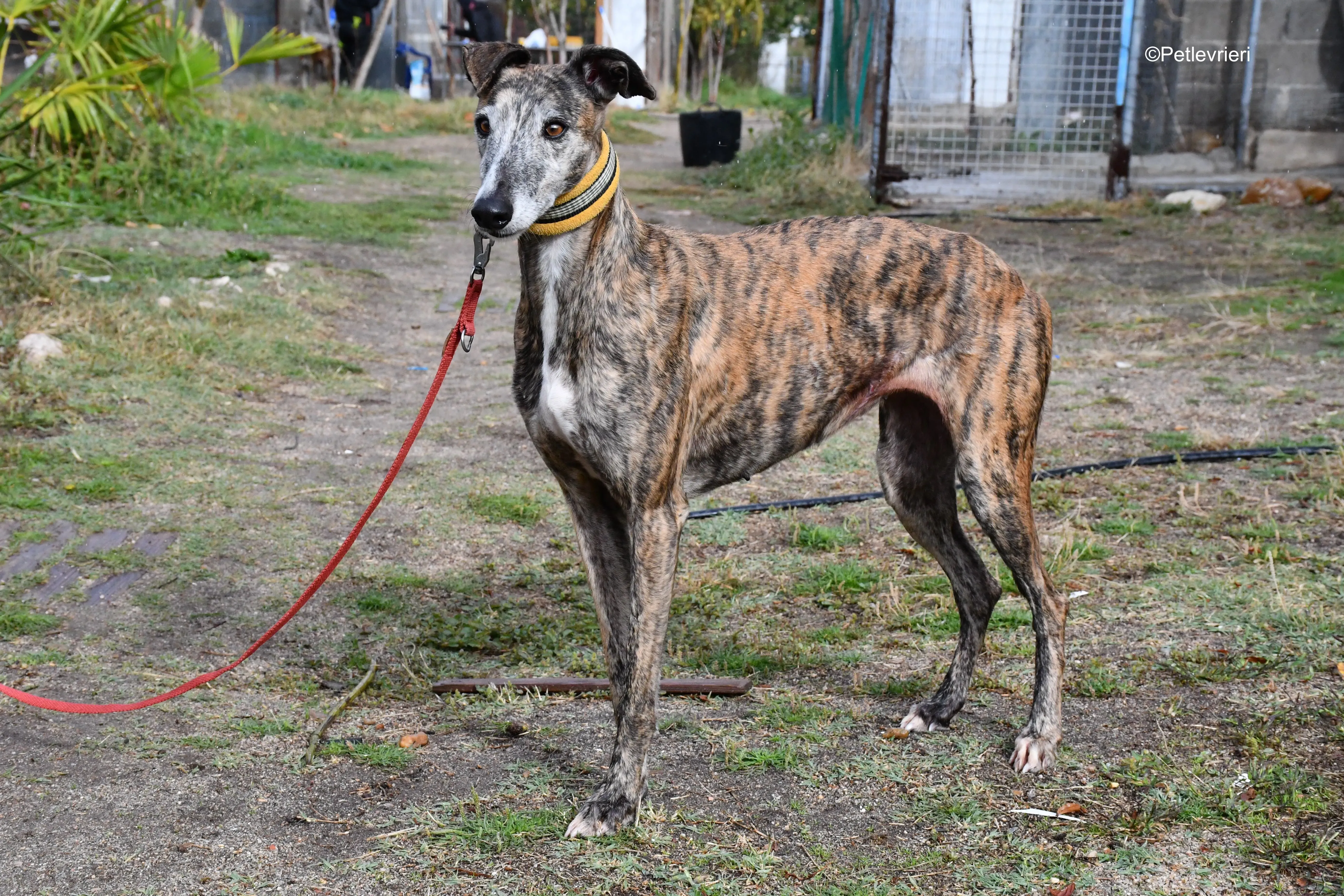 chip 764000 adozione levrieri galgo 10