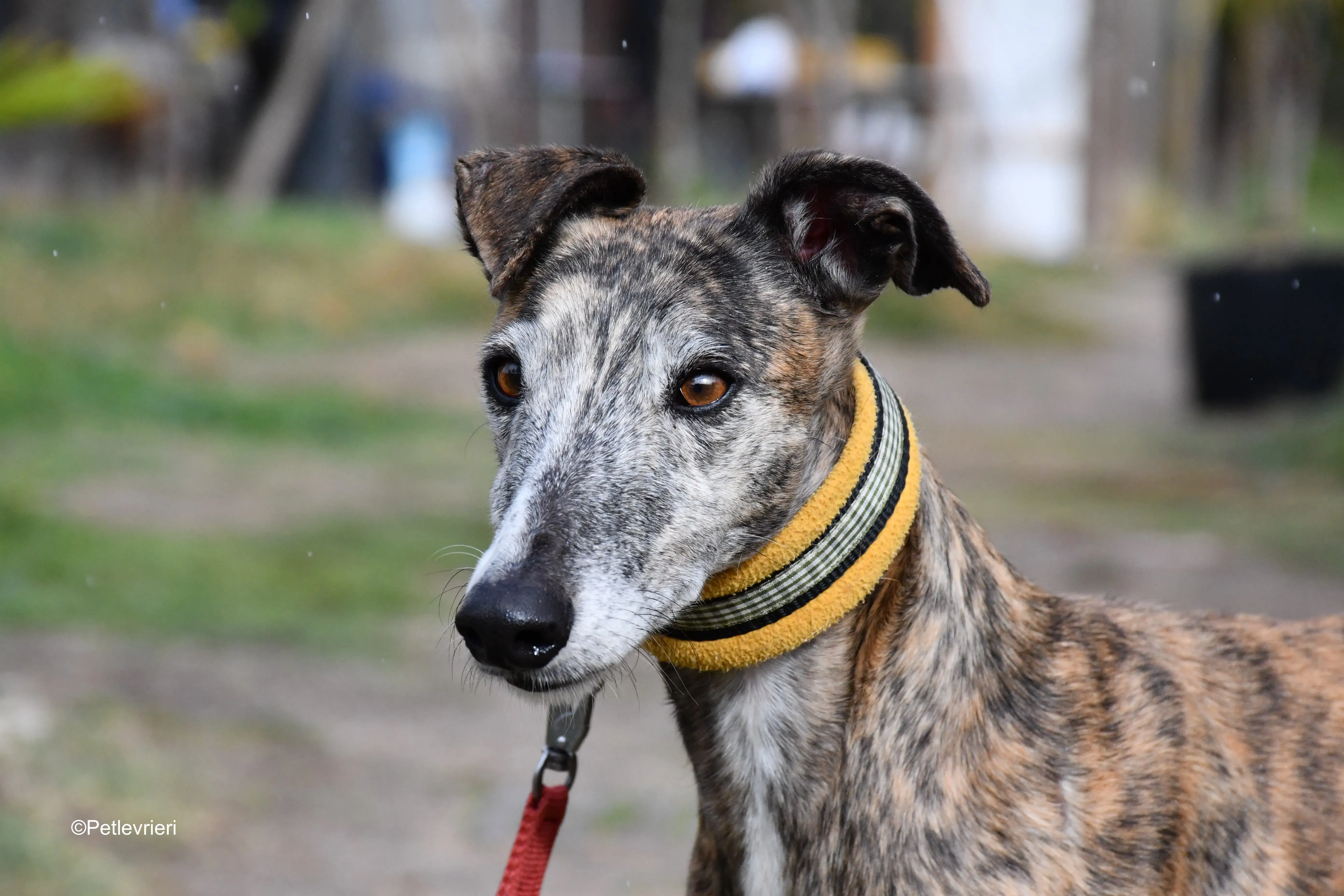 chip 764000 adozione levrieri galgo 11