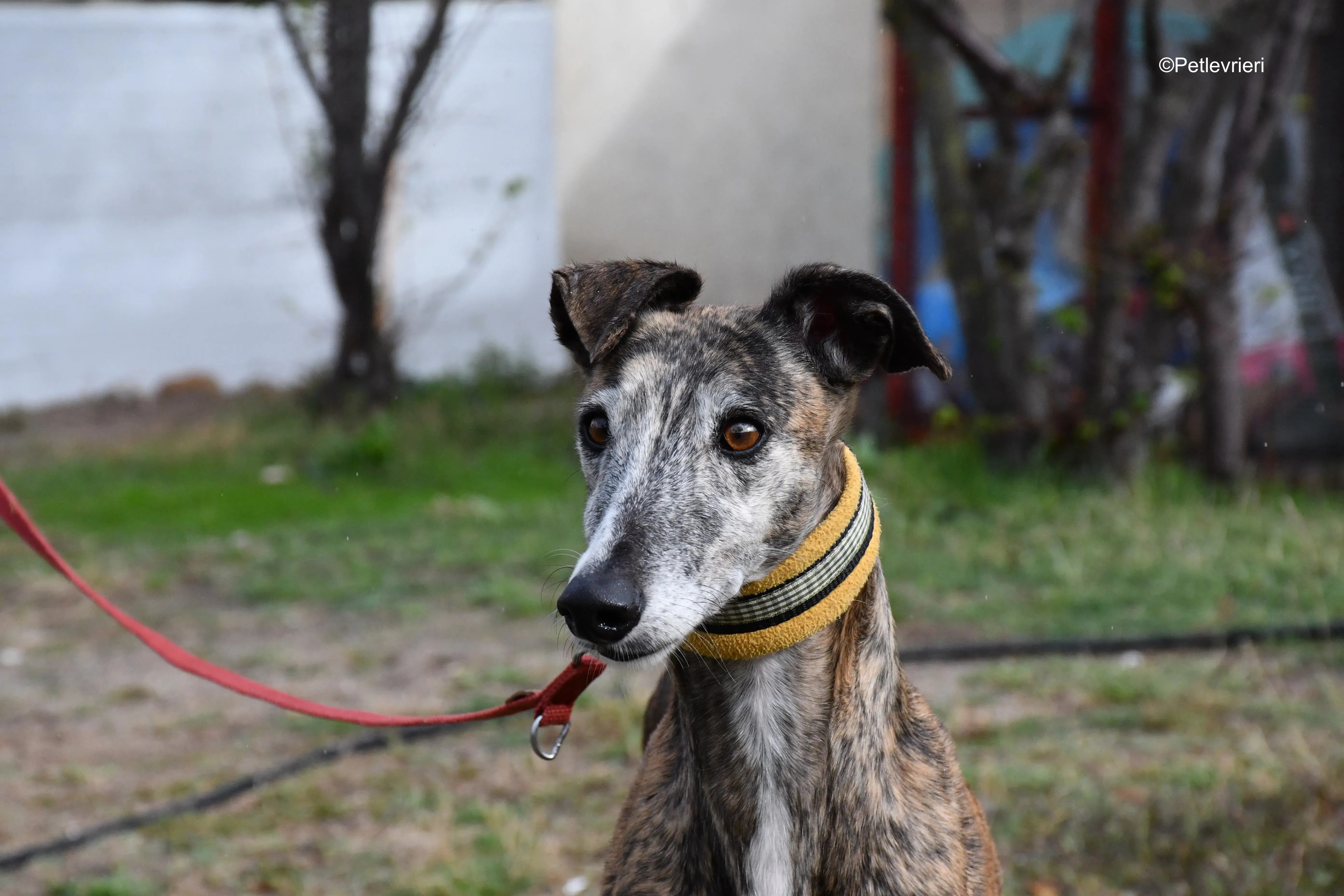 chip 764000 adozione levrieri galgo 12