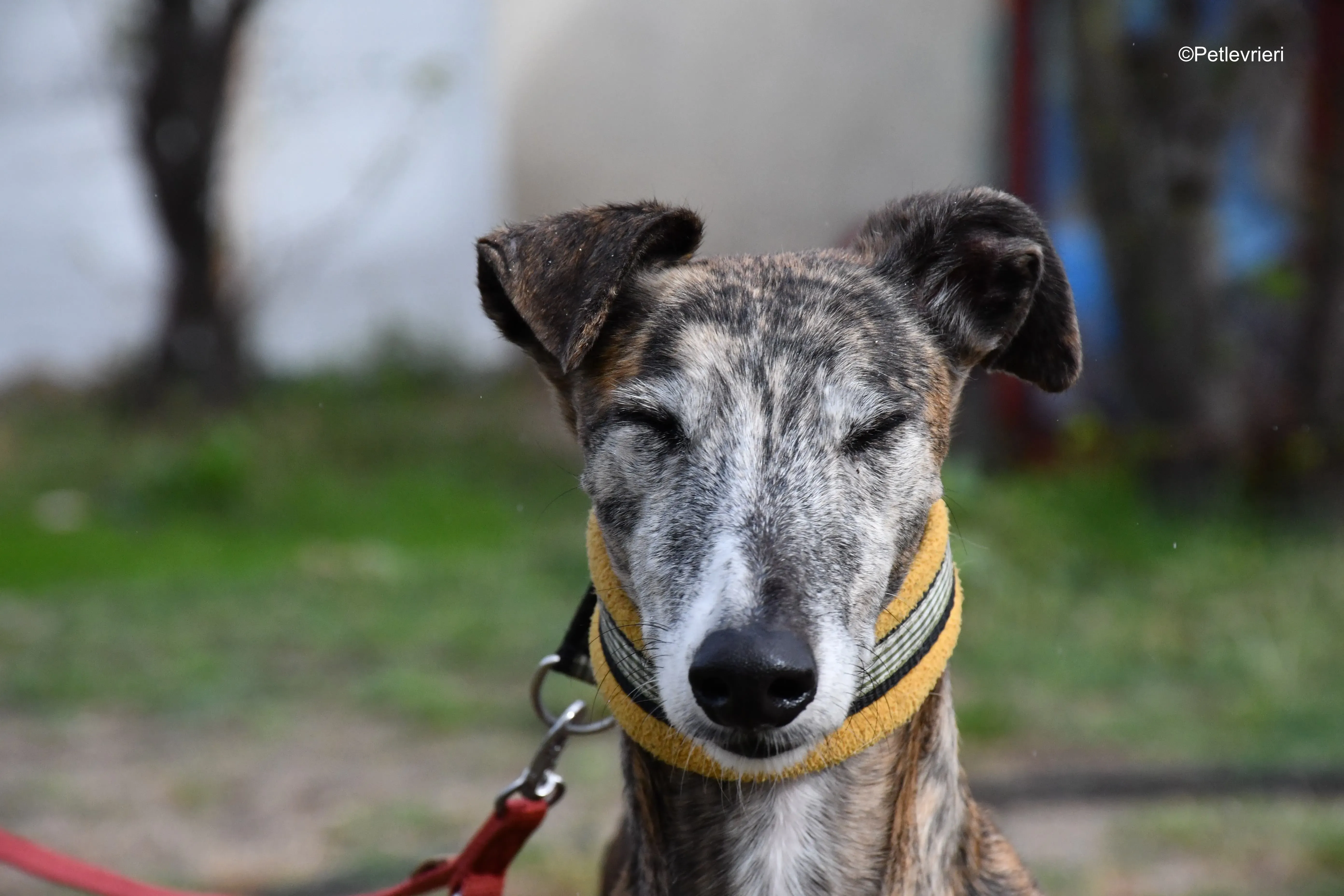 chip 764000 adozione levrieri galgo 13