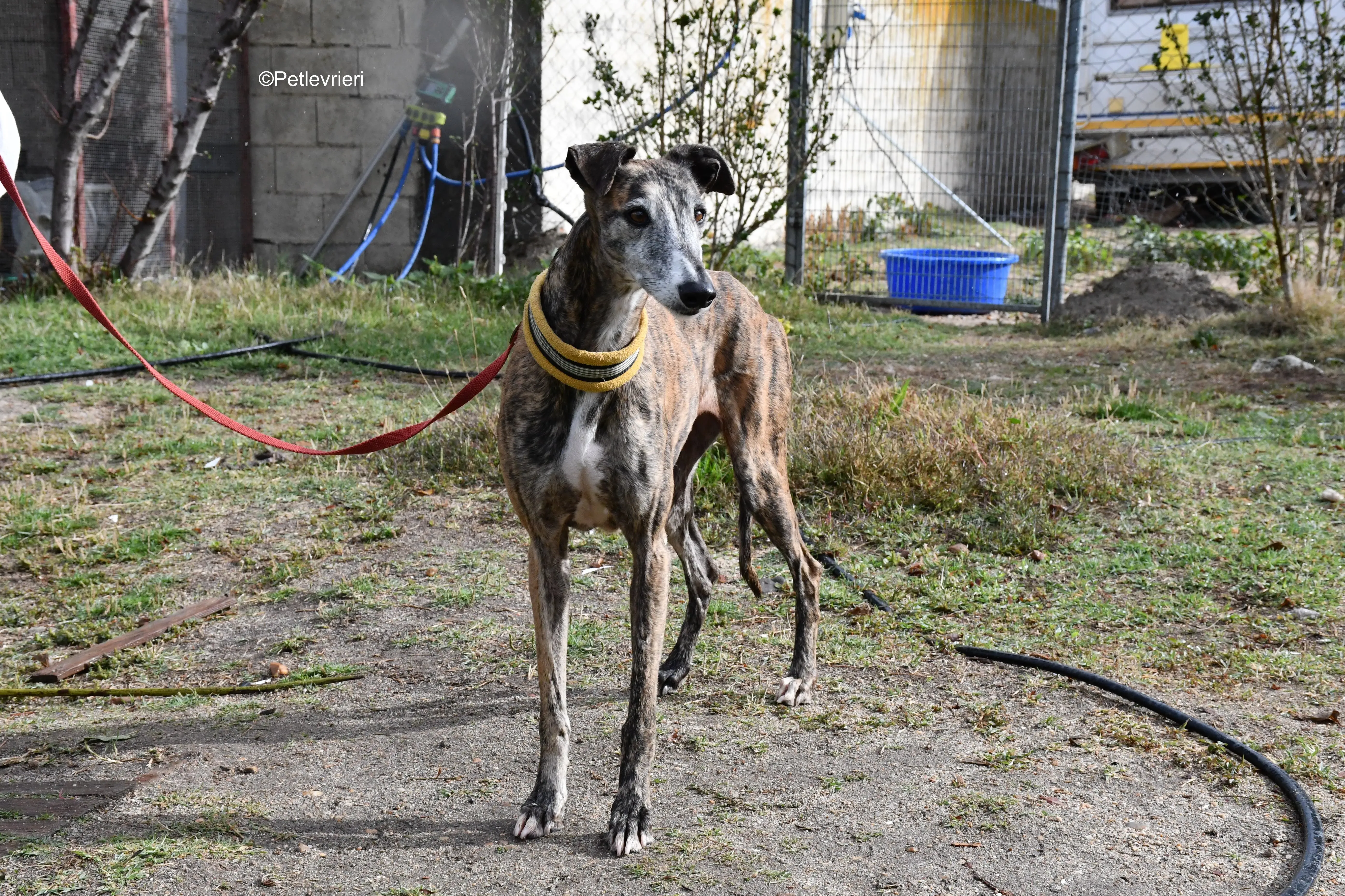 chip 764000 adozione levrieri galgo 14