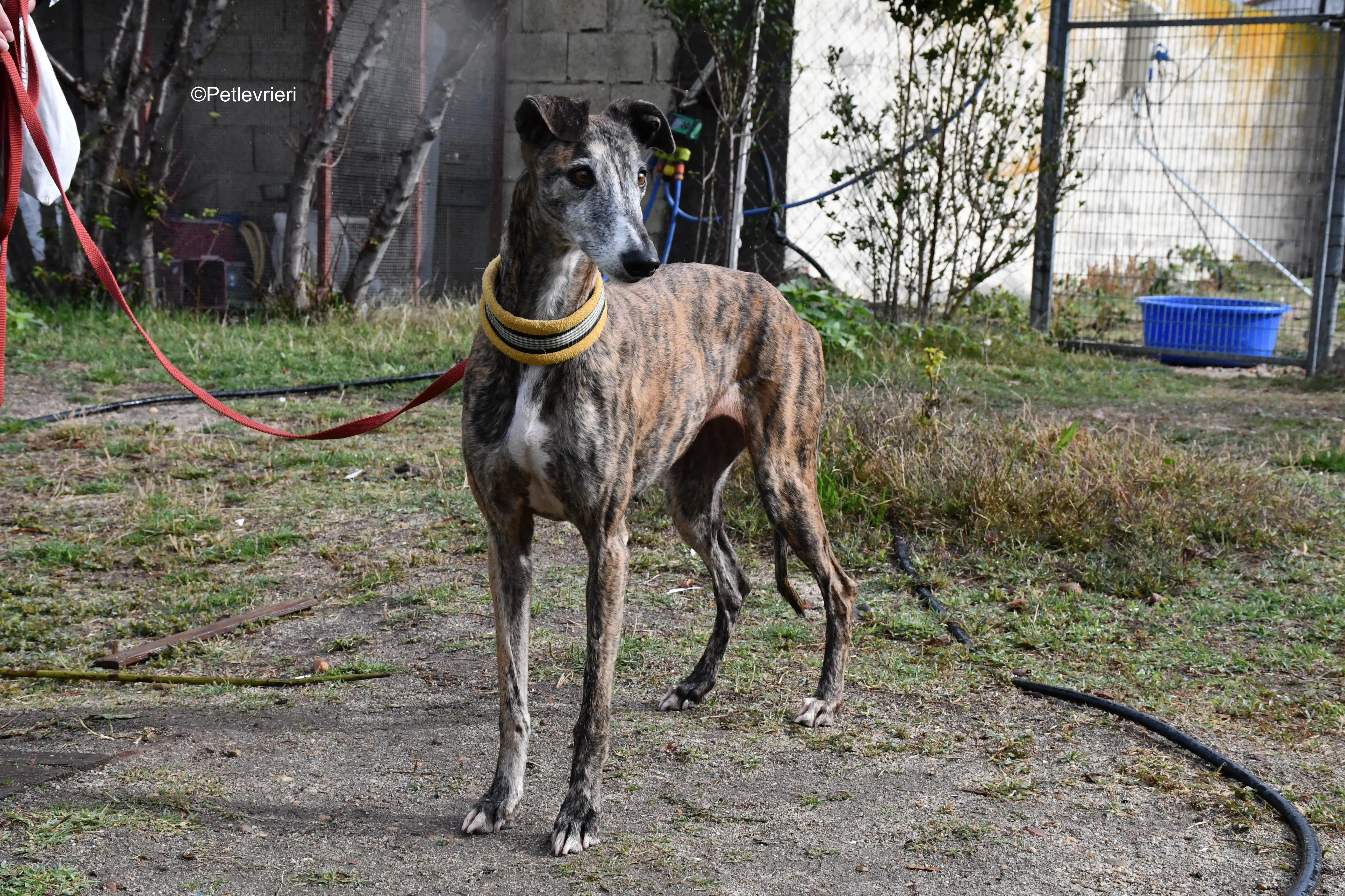 chip 764000 adozione levrieri galgo 15