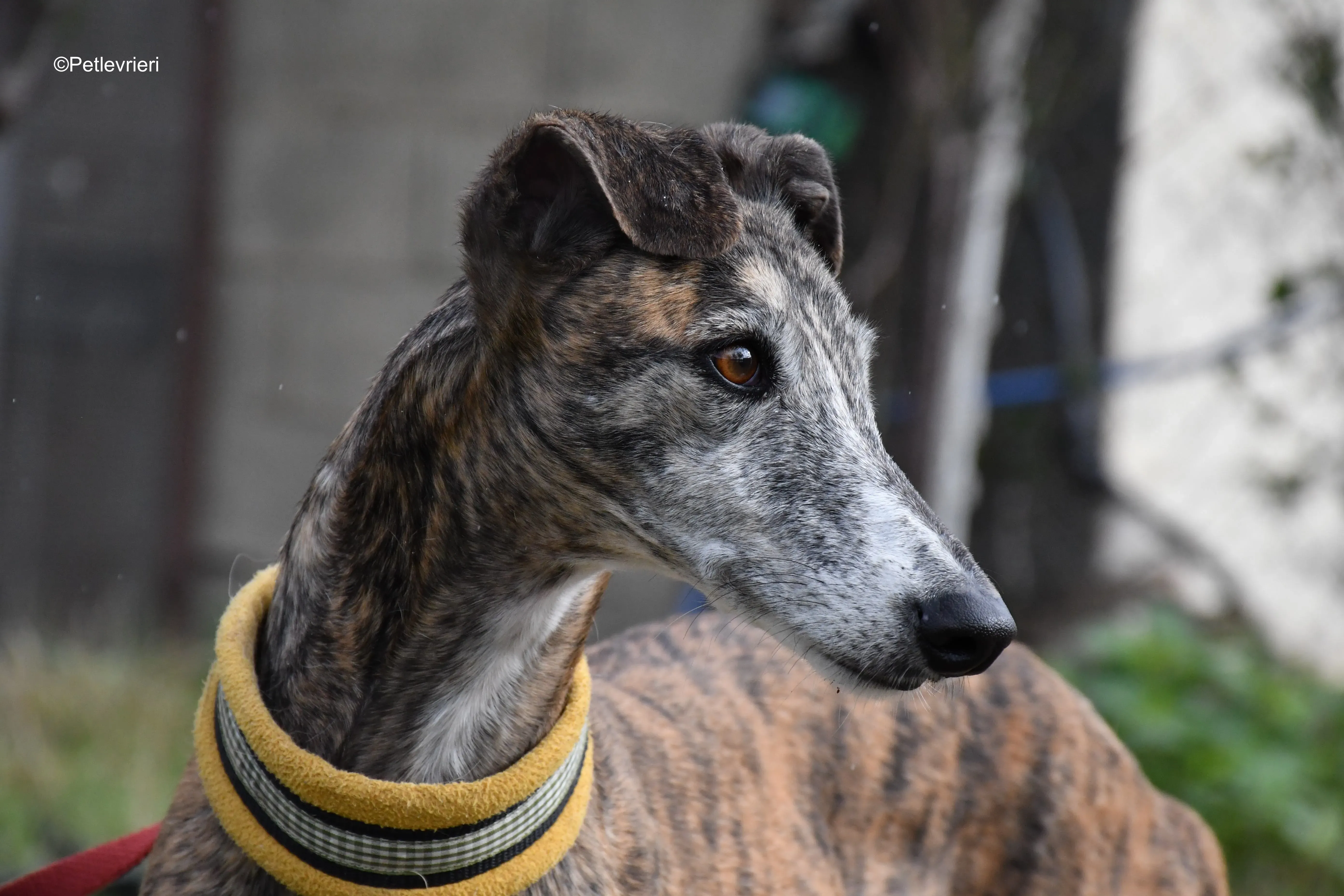 chip 764000 adozione levrieri galgo 16