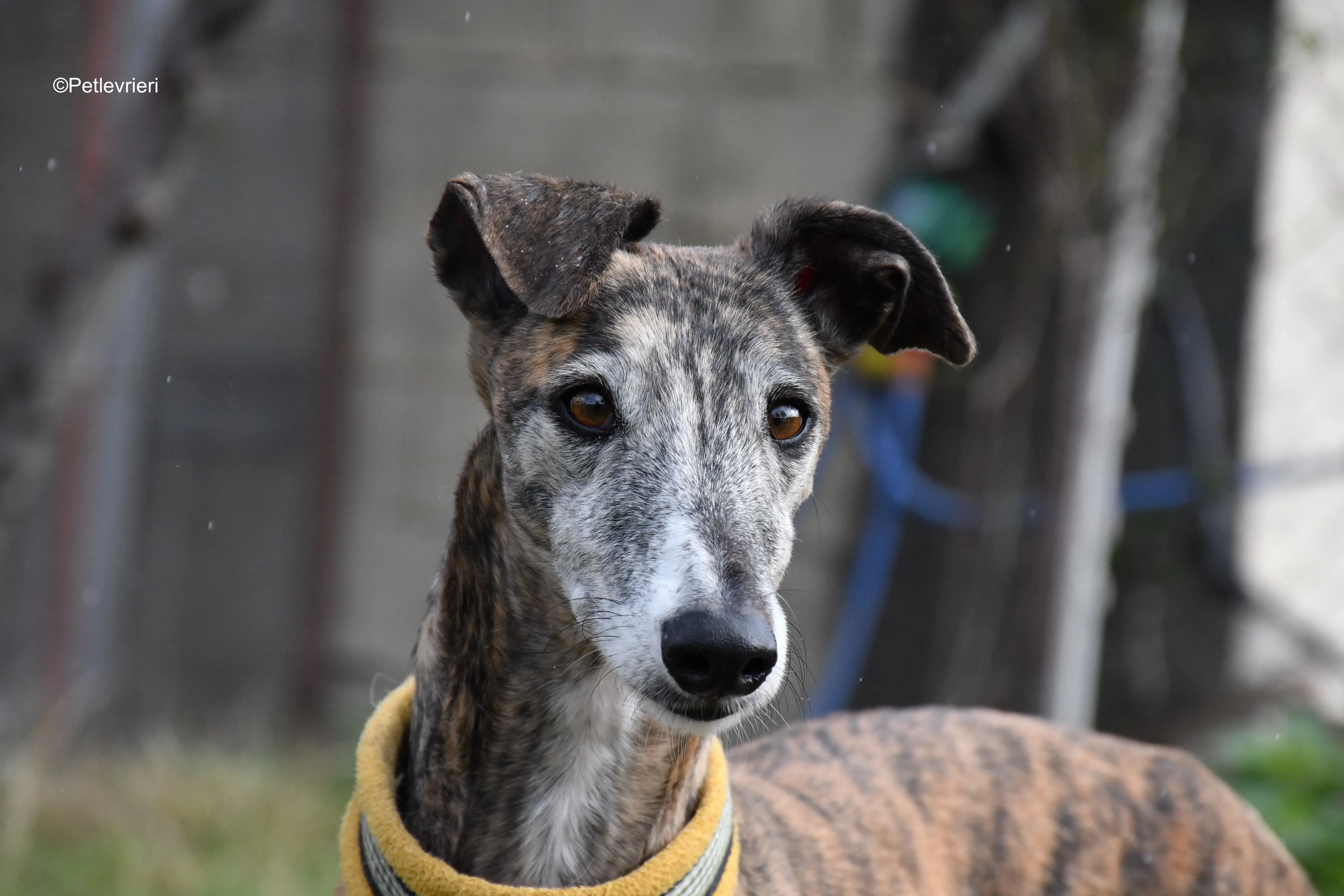 chip 764000 adozione levrieri galgo 17