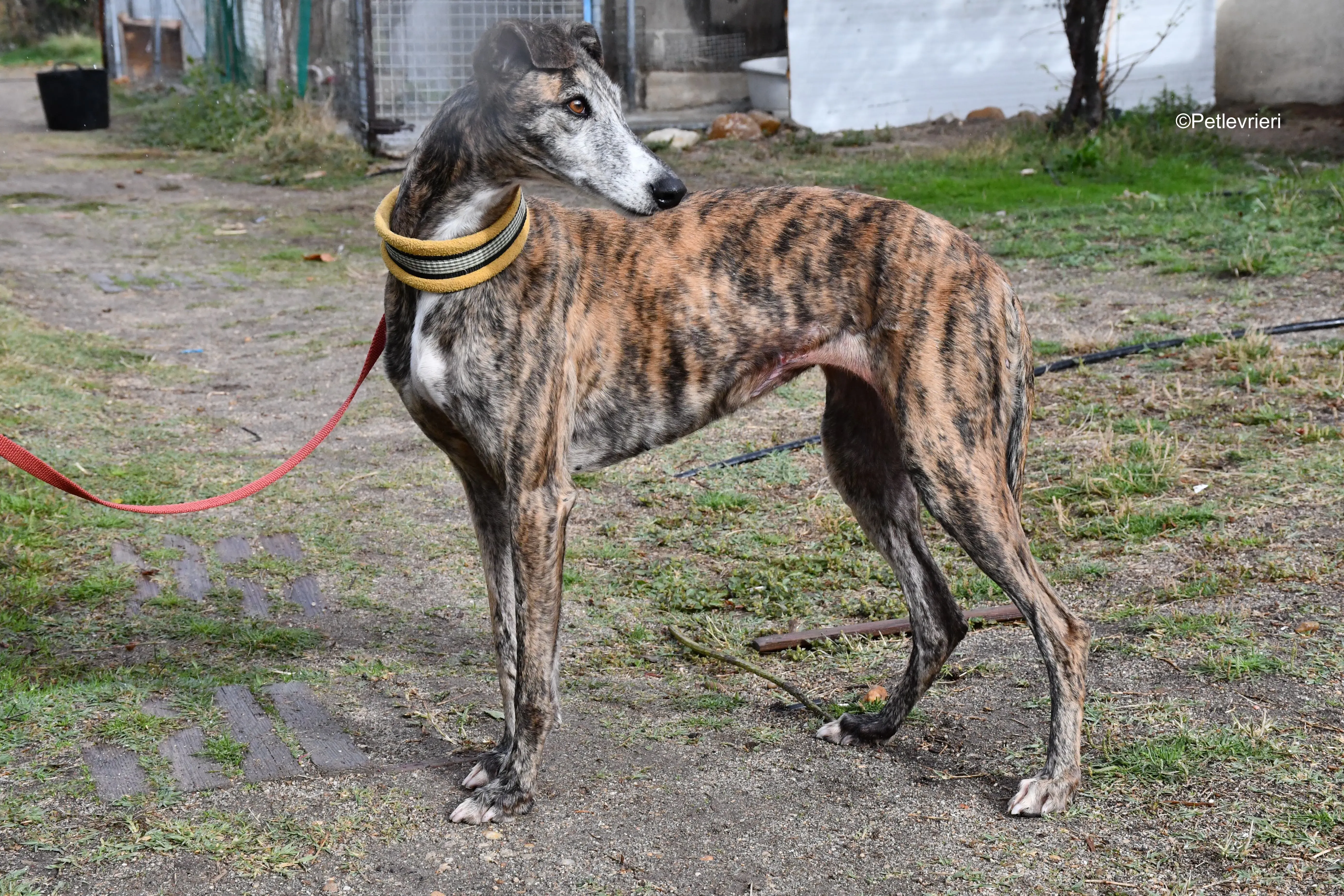 chip 764000 adozione levrieri galgo 18